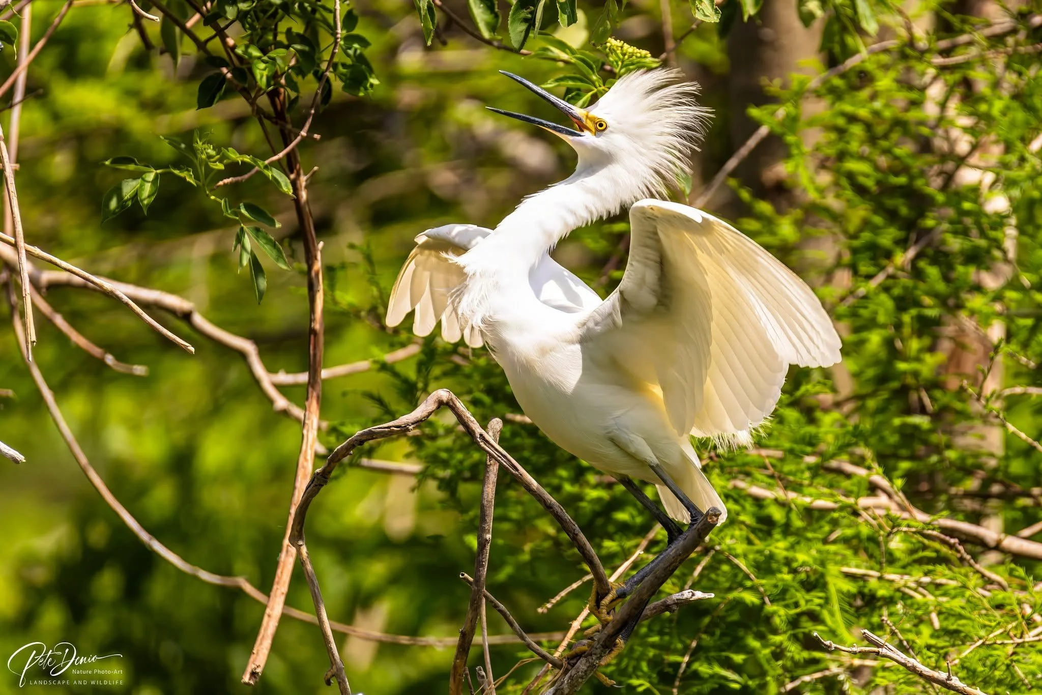snowyegret.jpg