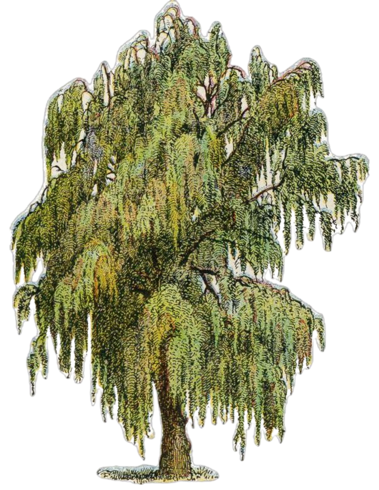 A detailed illustration of a large, leafy tree with various shades of green, brown, and some yellow, showing the branches, trunk, and dense foliage.