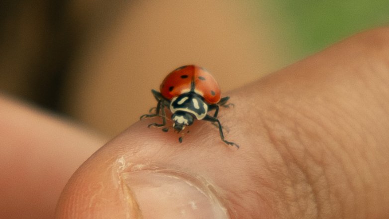 A ladybug on a person's finger.