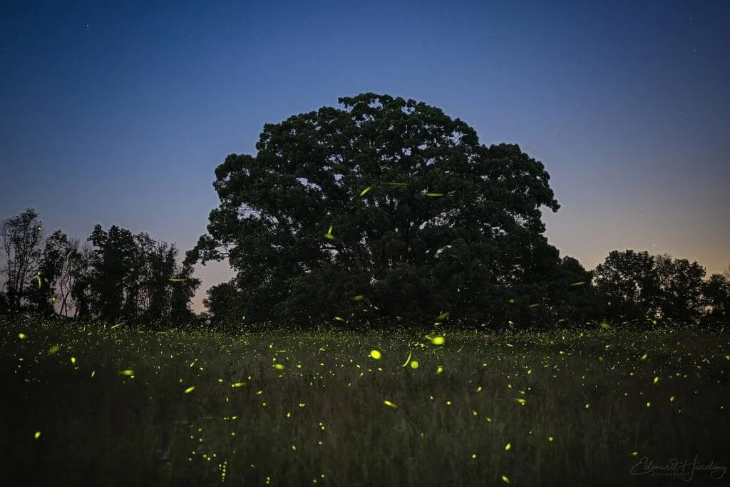 The Summer I Caught a Firefly - Short Story