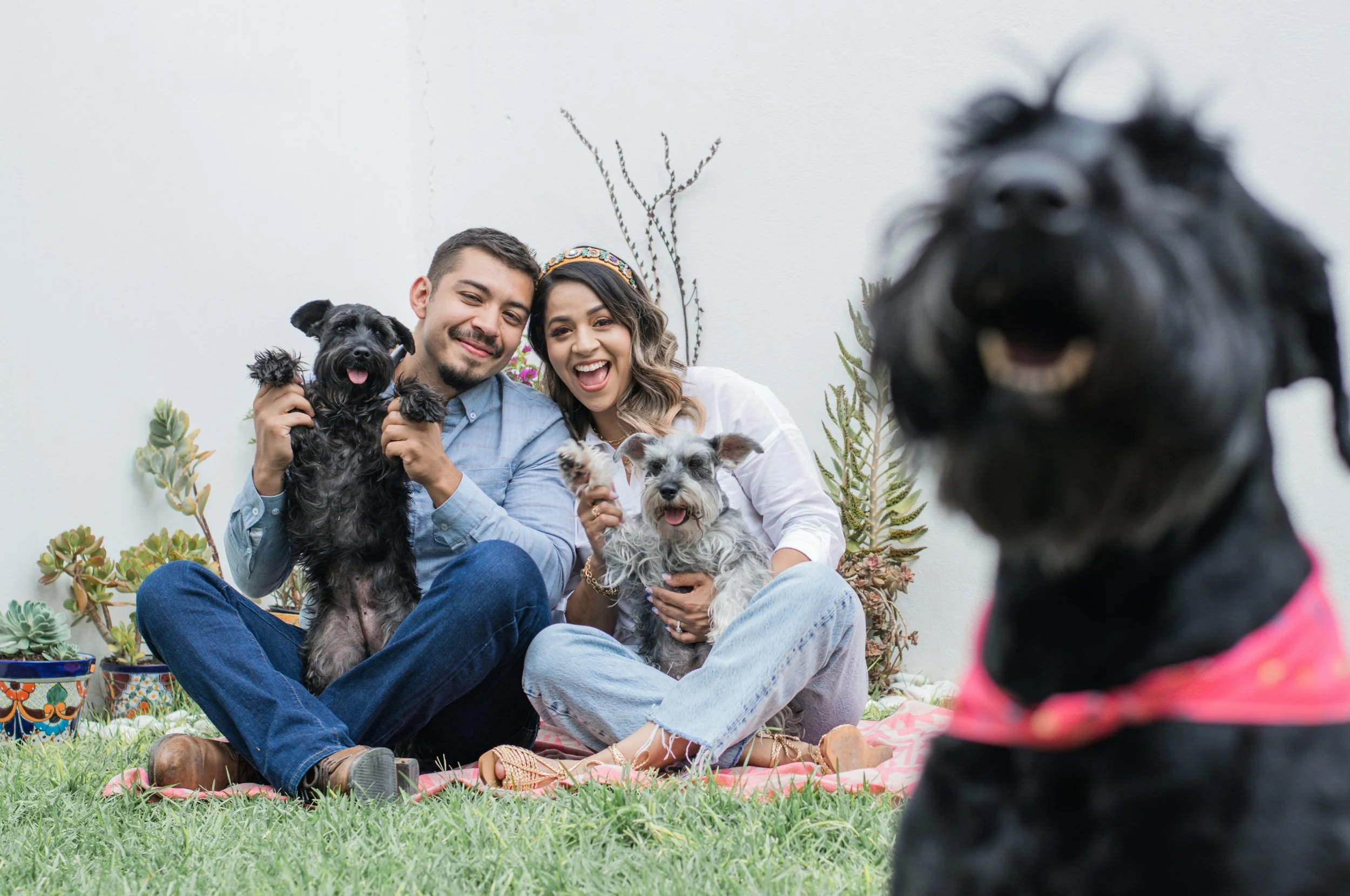 A happy couple sitting on a blanket outdoors with their three dogs, with a white wall and plants in the background, and one dog in the foreground.