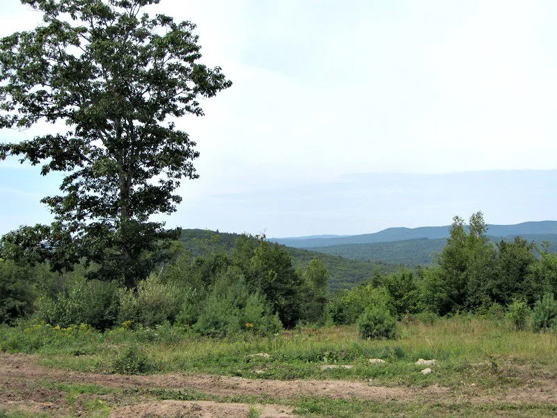 oak-tree-in-front-of-Mt-Eleanor-from-Birch-Hill-resized.jpg