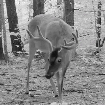 Using Trail Cameras for Wildlife Footage