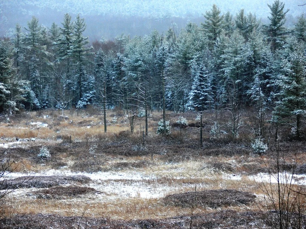   Jane K. Wingate Memorial Forest. Photo Credit: Jane Wingate.  