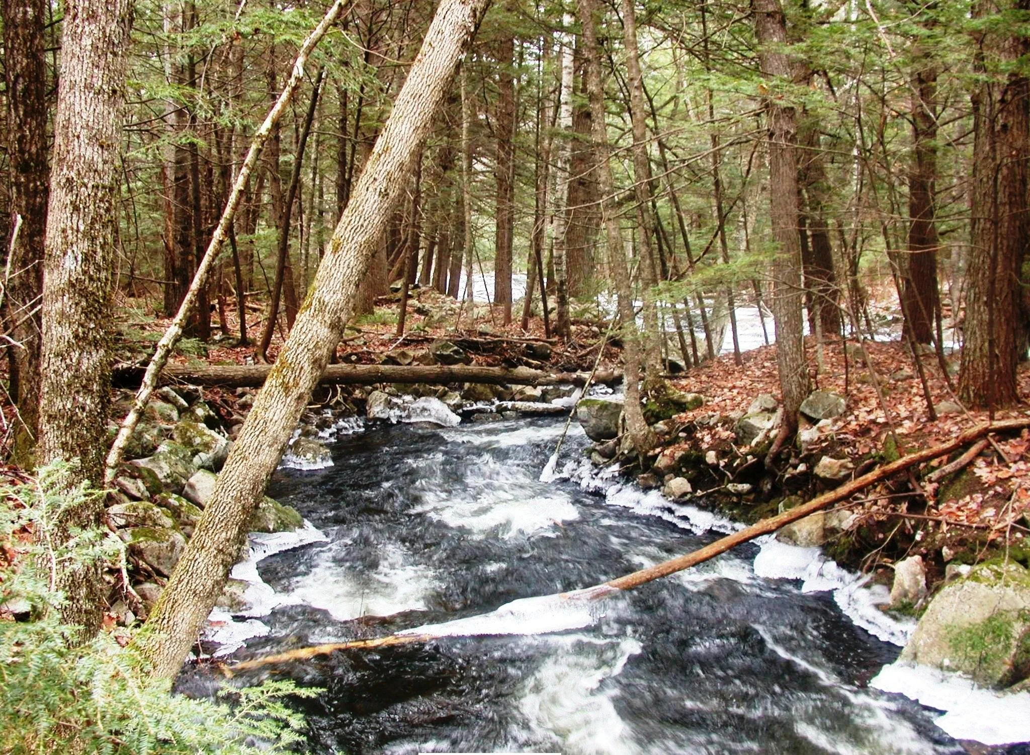 Jones Brook Grand Opening with the MCC &amp; Wetlands Walk with Tom Eid