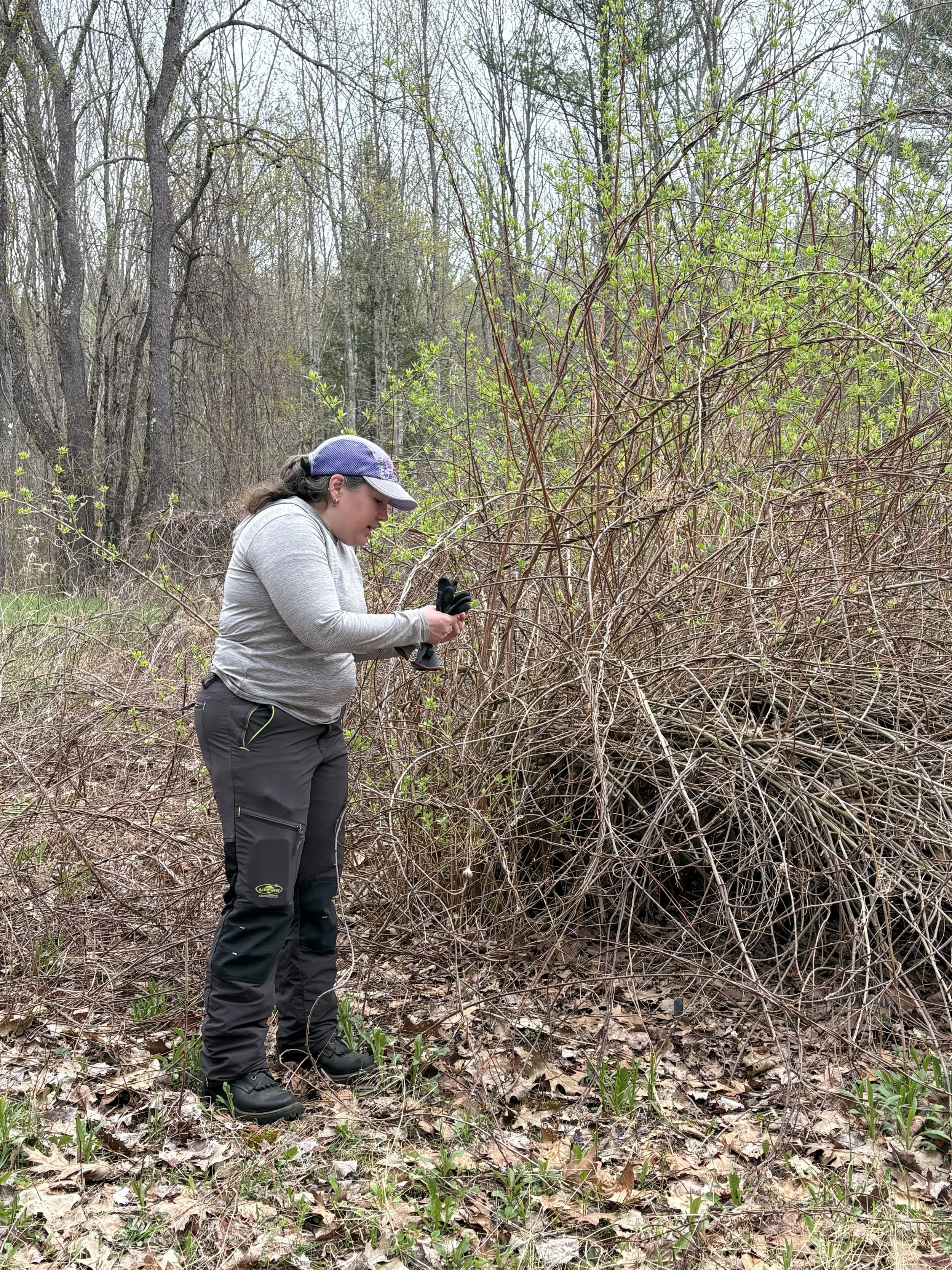 Lindsay on shrub ID