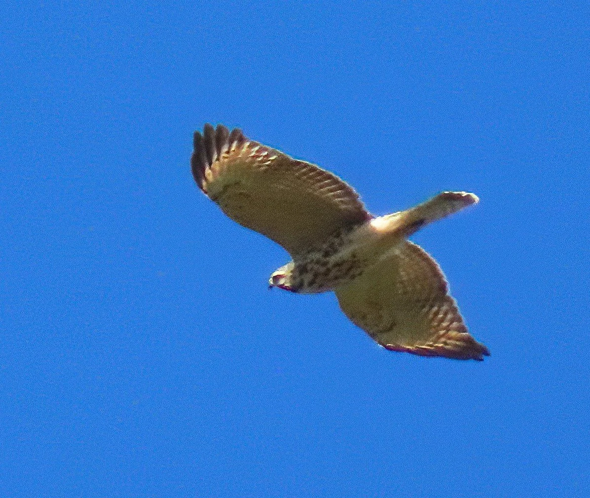 Hawk Watch with Scott Weidensaul