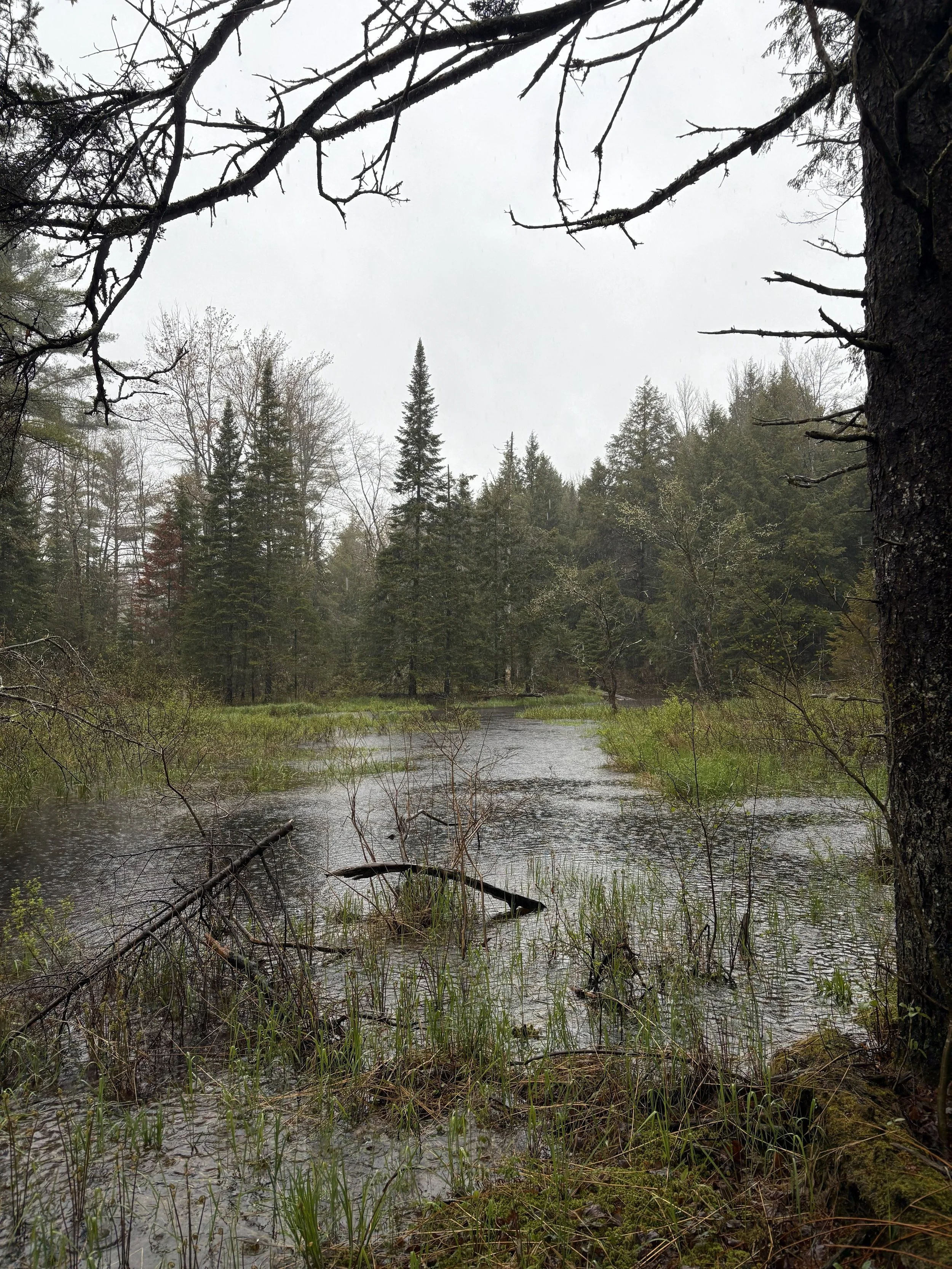 Munroe Preserve Fall Clean Up