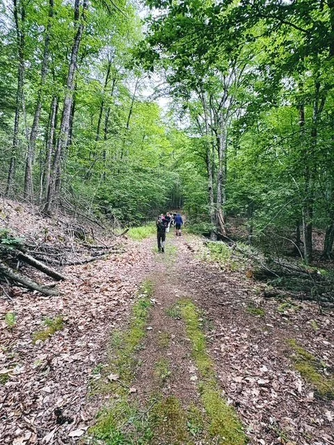 Hraba Forest Fall Clean Up