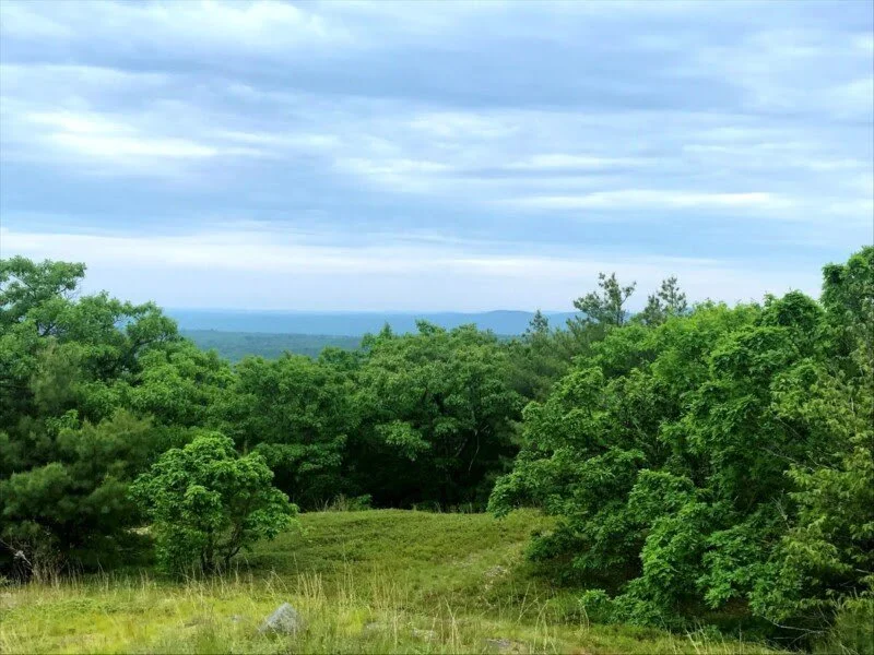Forestry Basics Workshop