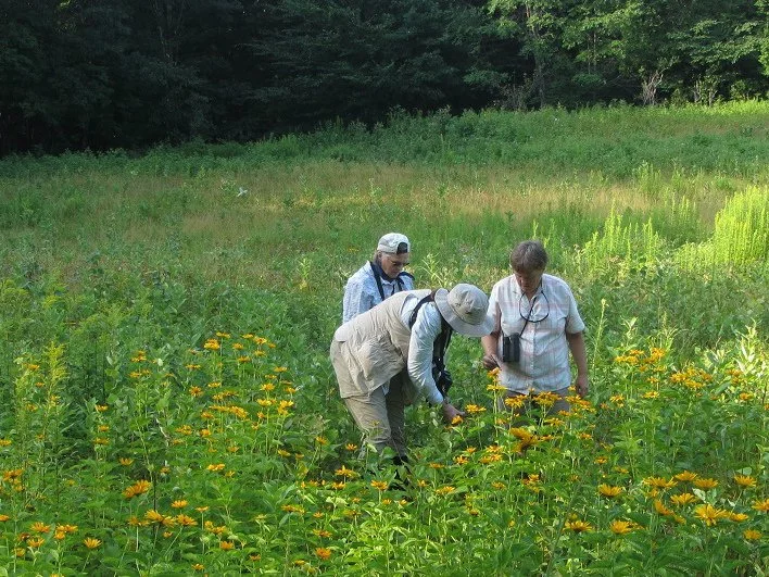 amateur-naturalists-in-wildlife-meadow-resized-and-cropped.jpg
