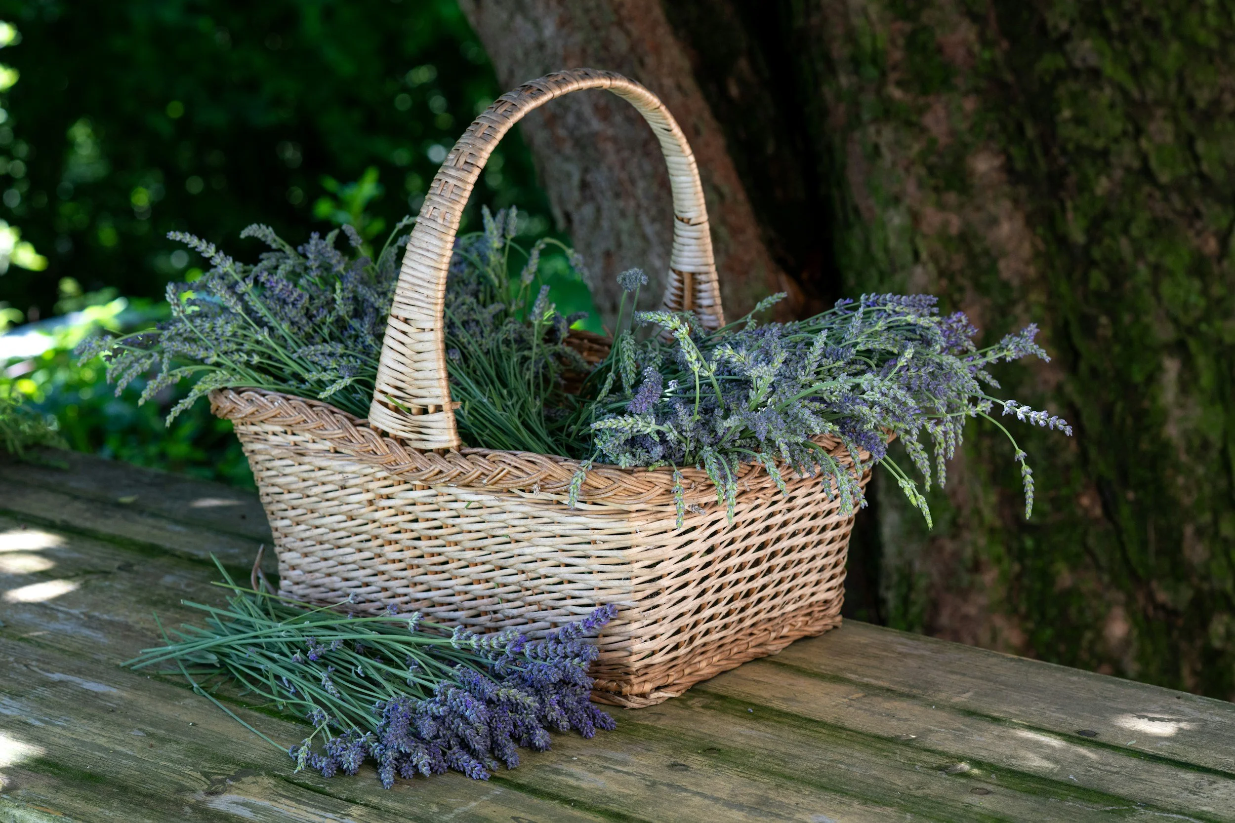 A wicker basket filled with lavender flowers on a weathered wooden surface outdoors.