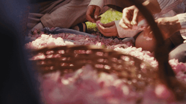 Rose is a rose (2025)