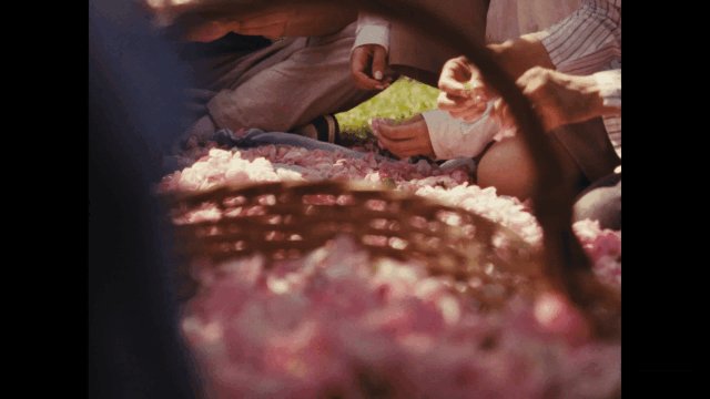 Rose is a rose (2025)