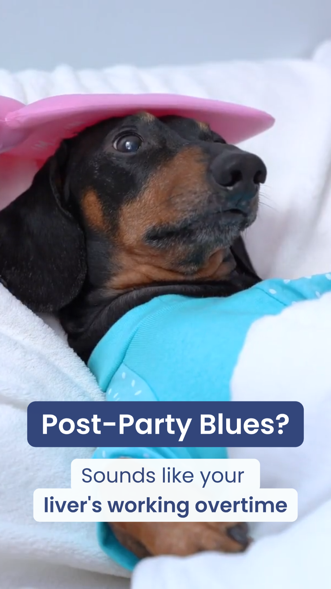 9_16 LiverMD Dog Hangover.png