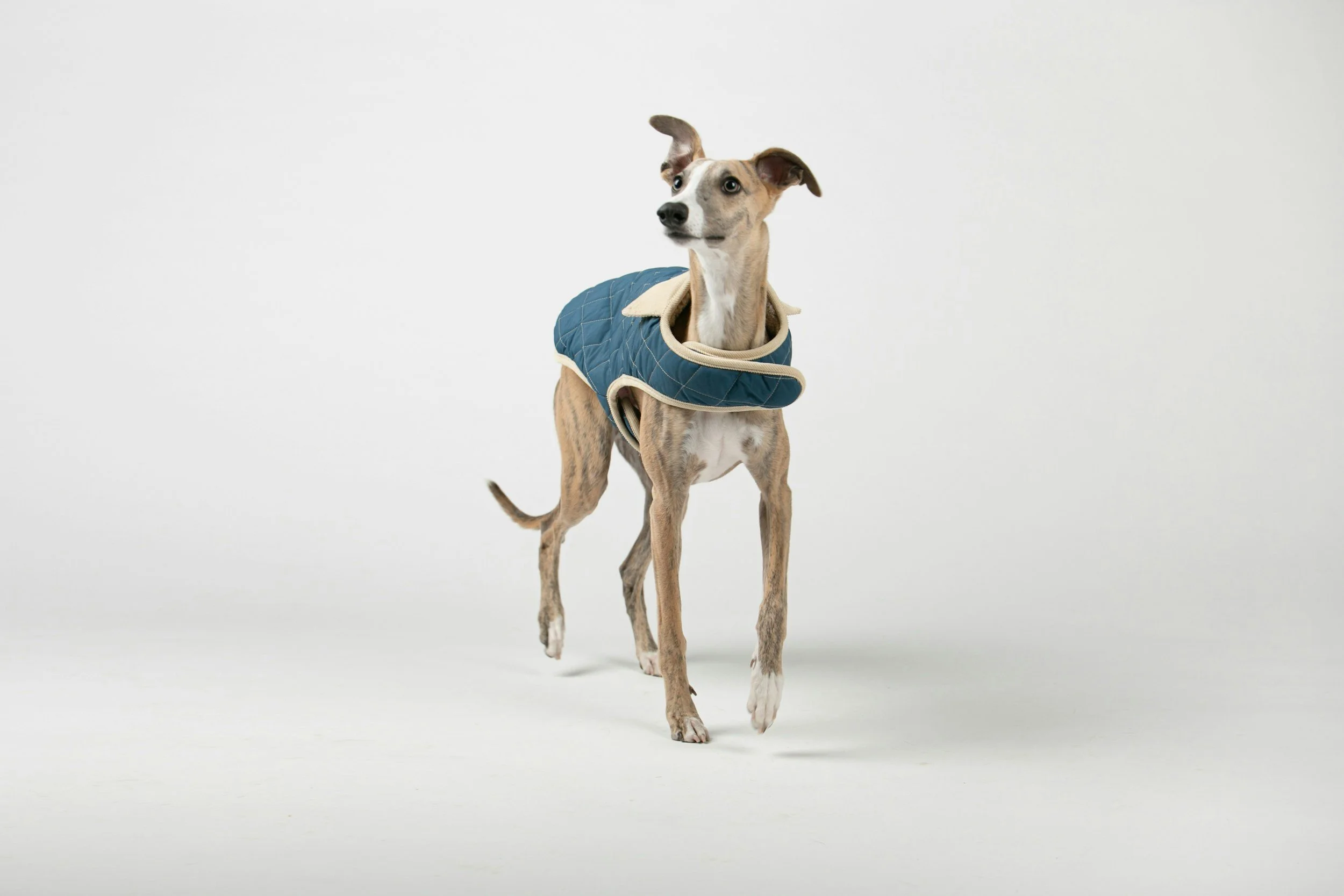 A Greyhound with a tan and white coat, wearing a blue quilted jacket with a beige collar, standing against a plain white background.