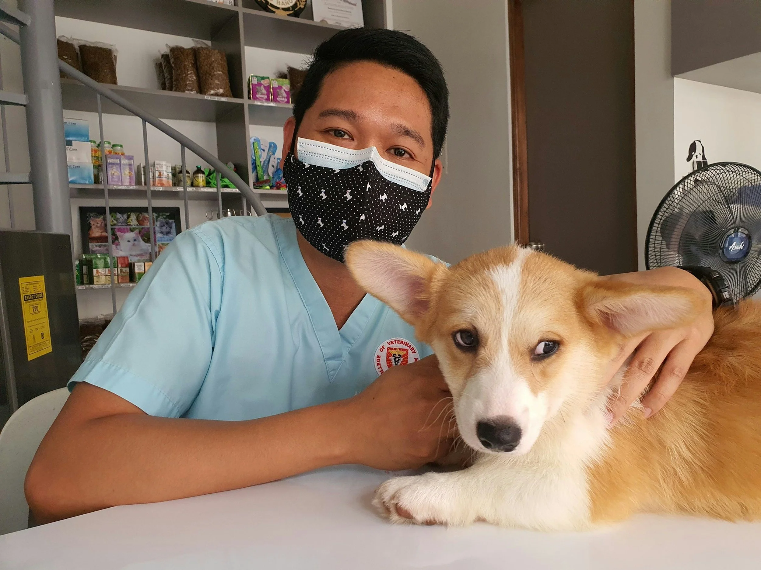 A person wearing a face mask and light blue medical scrubs holding a tan and white dog indoors, with shelves of pet supplies and a fan in the background.