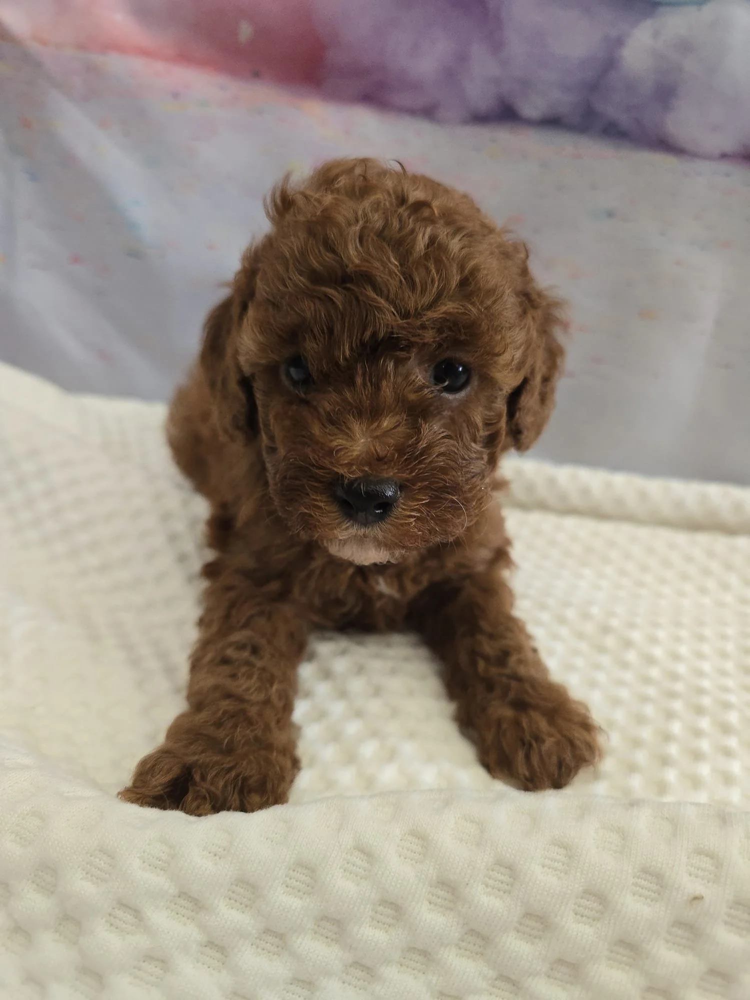 4328.jpg