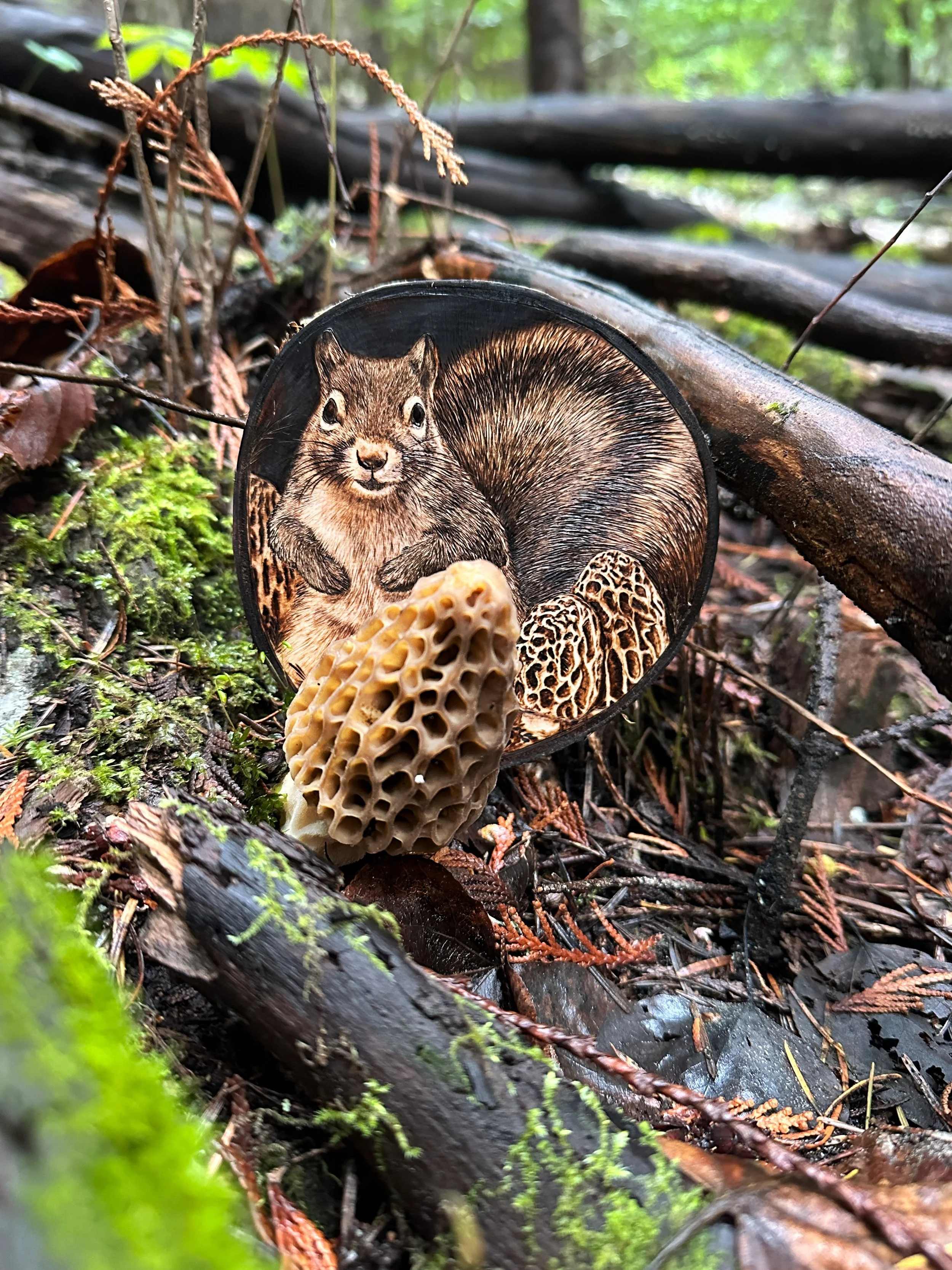 'Springtails-Squirrel' behind a morel