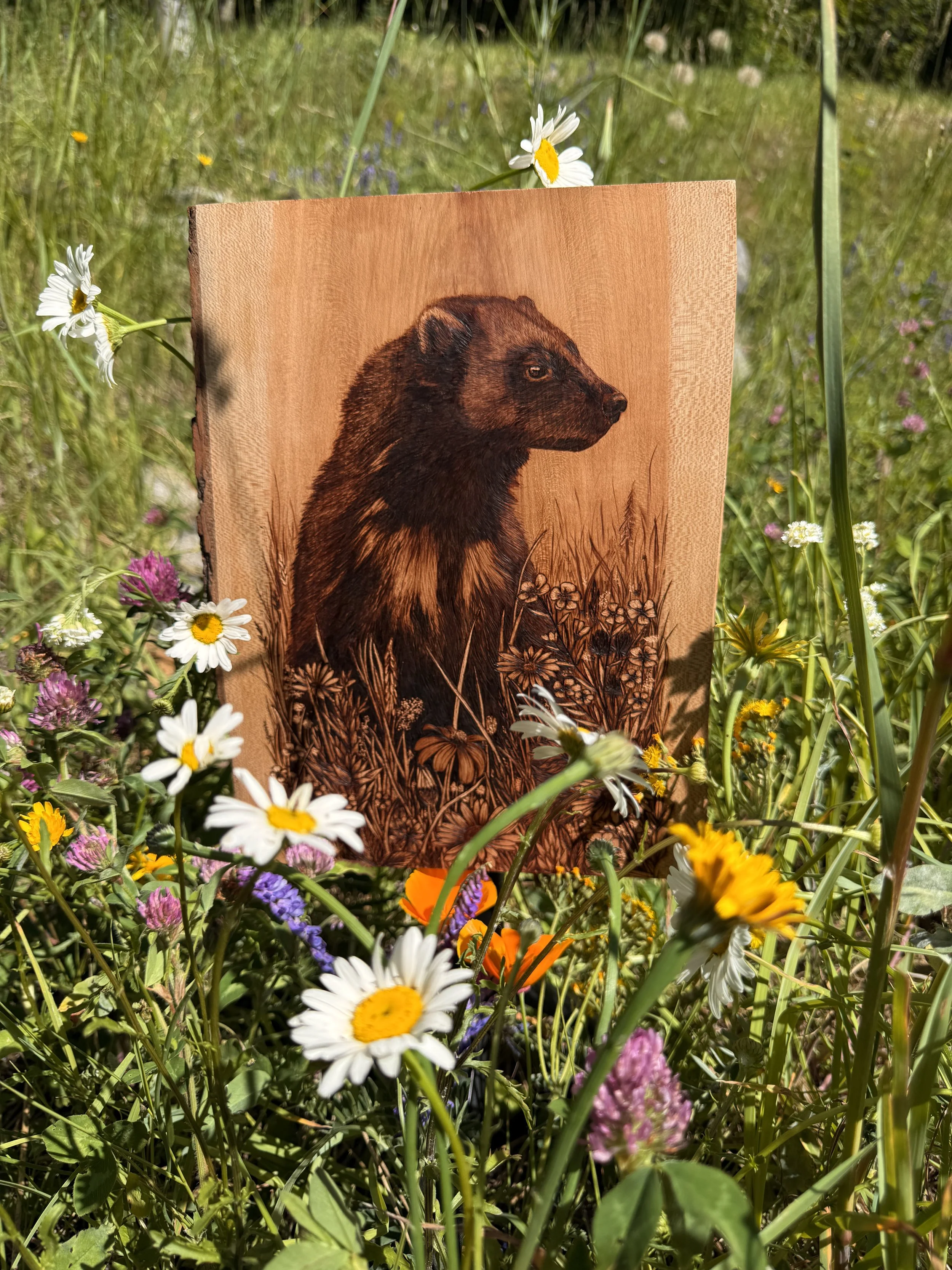 'Gulo Gulo' among the wildflowers 