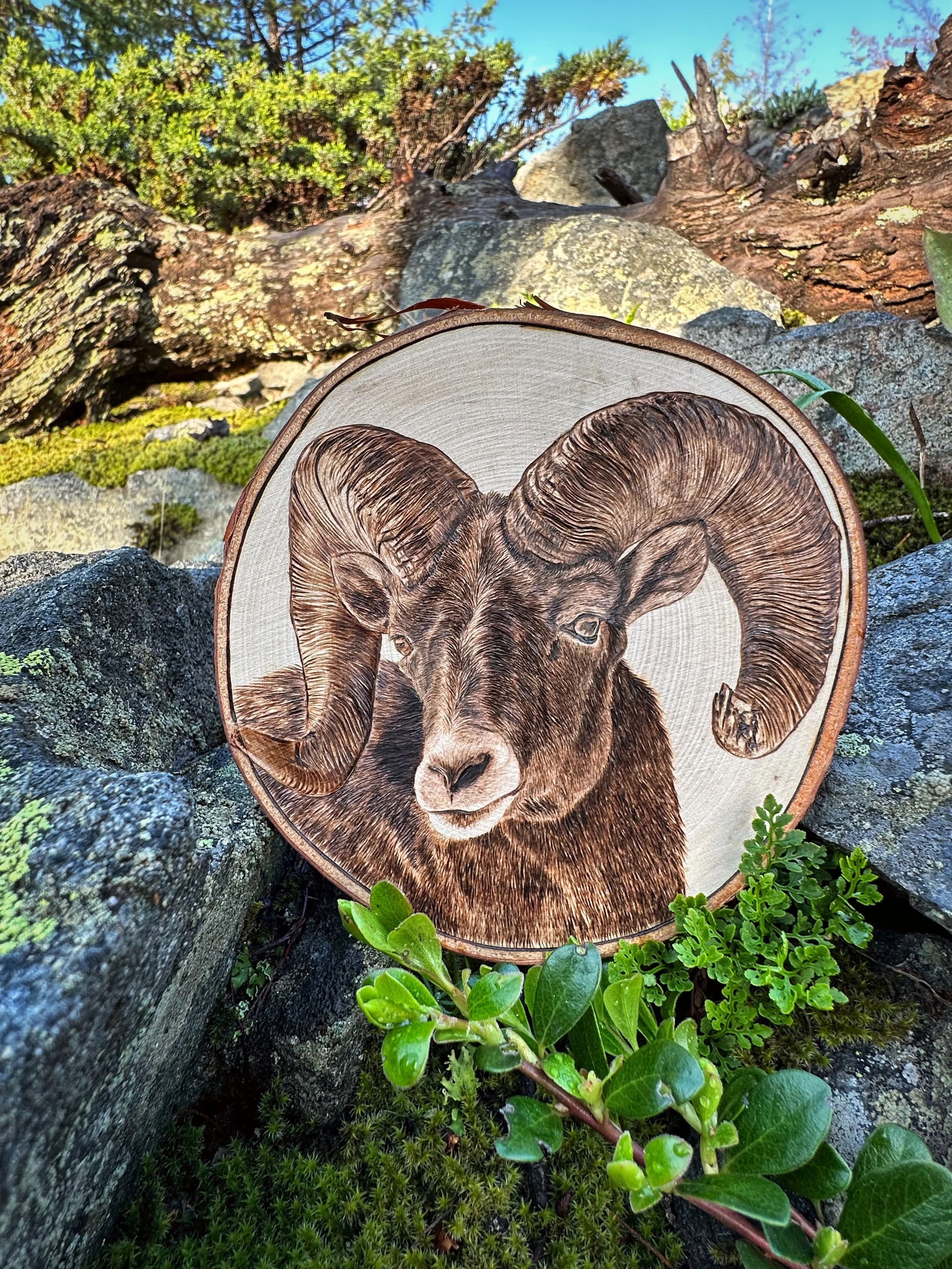 'Ram it' among the rocky terrain of the mountains