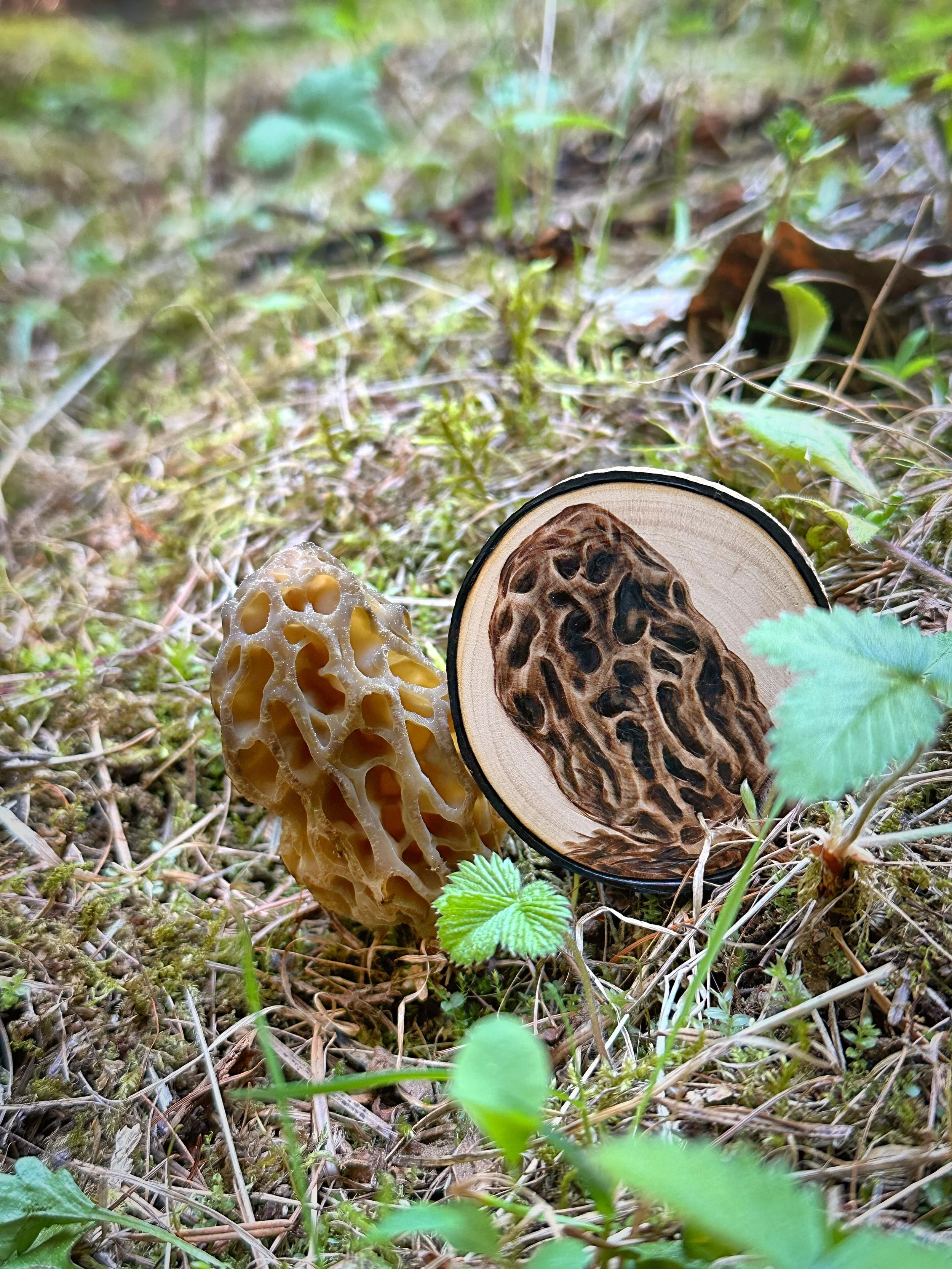 'Mini Morel' with the very morel is which it was based