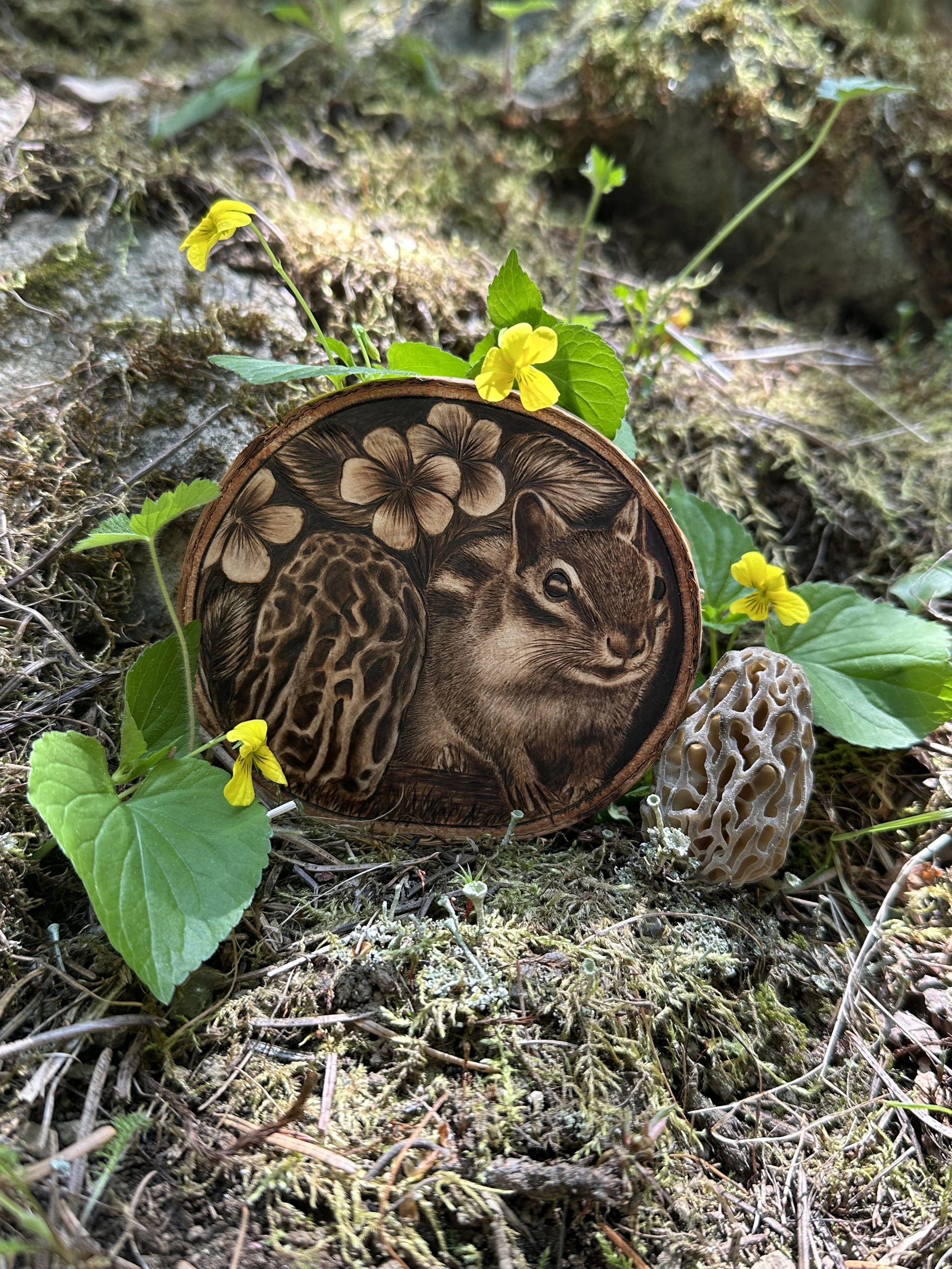 'Springtails-Violet' among the violets in a morel patch