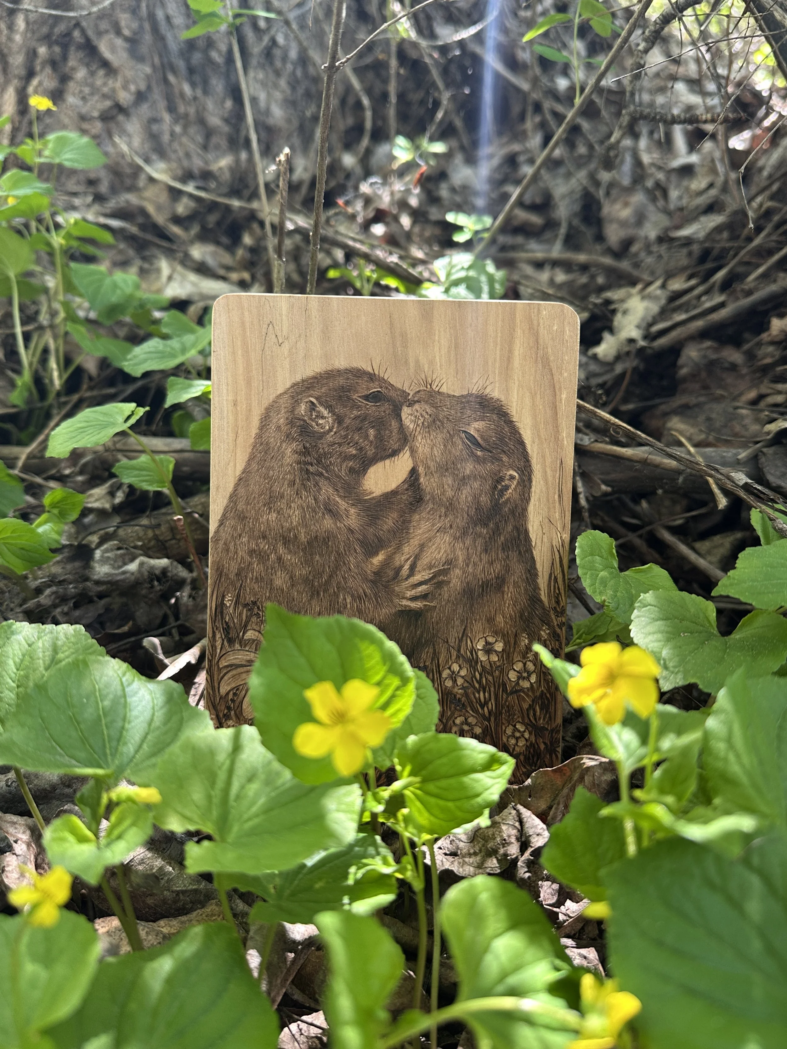 'Gopher it' among the wild violets