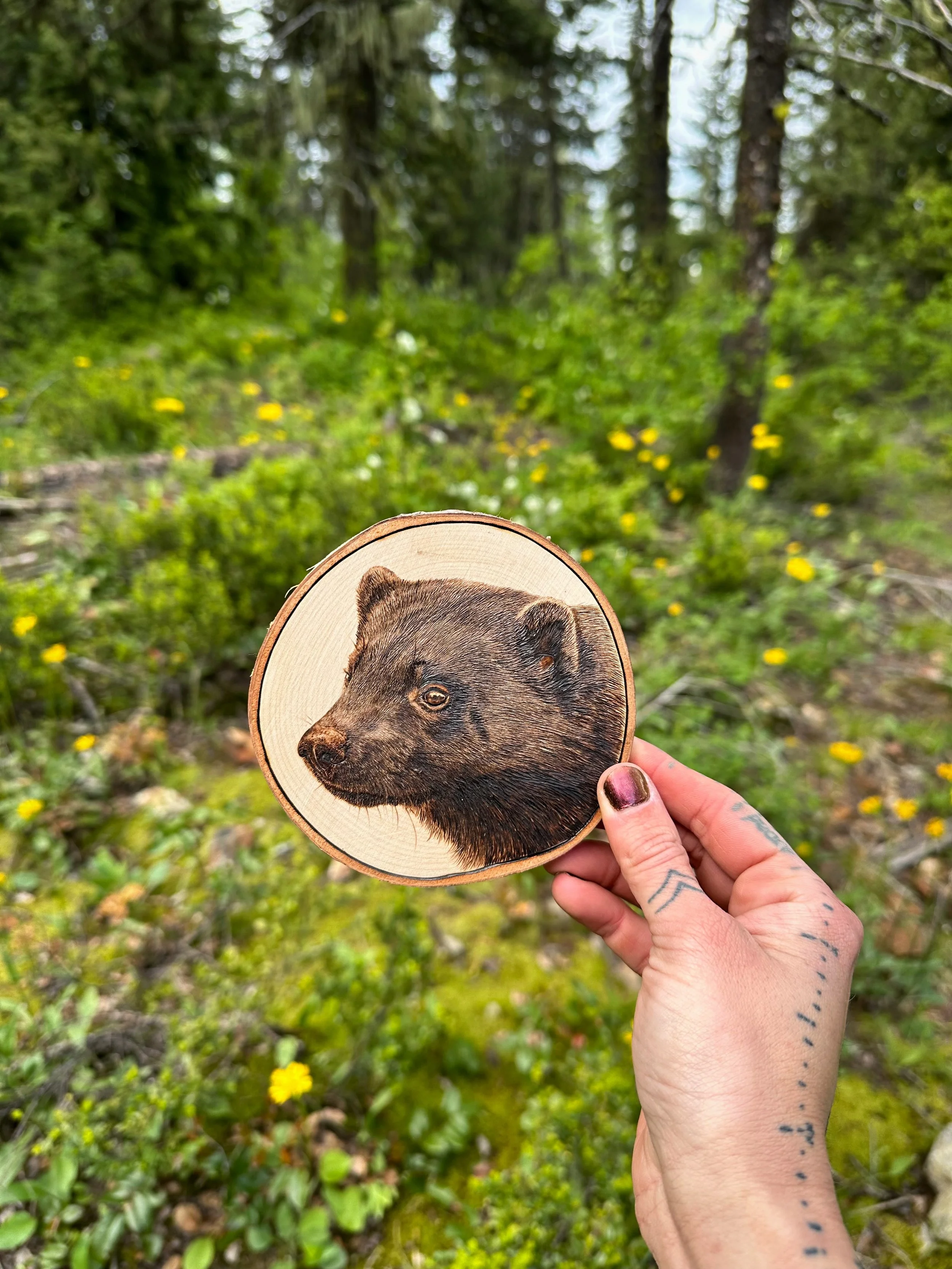 'Carcajou' in the meadow