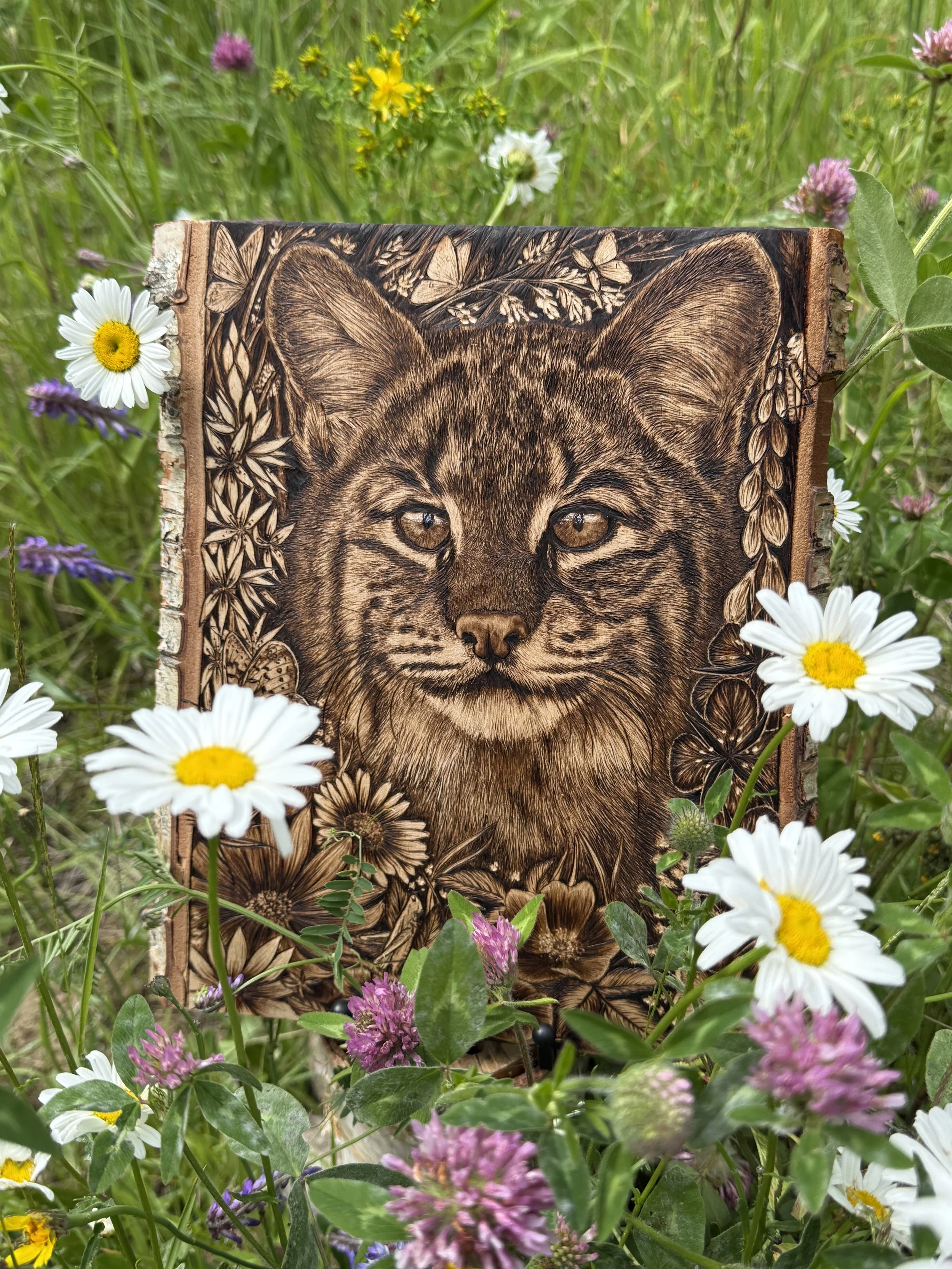 'Meadowlurk' among clover and oxeye daisies
