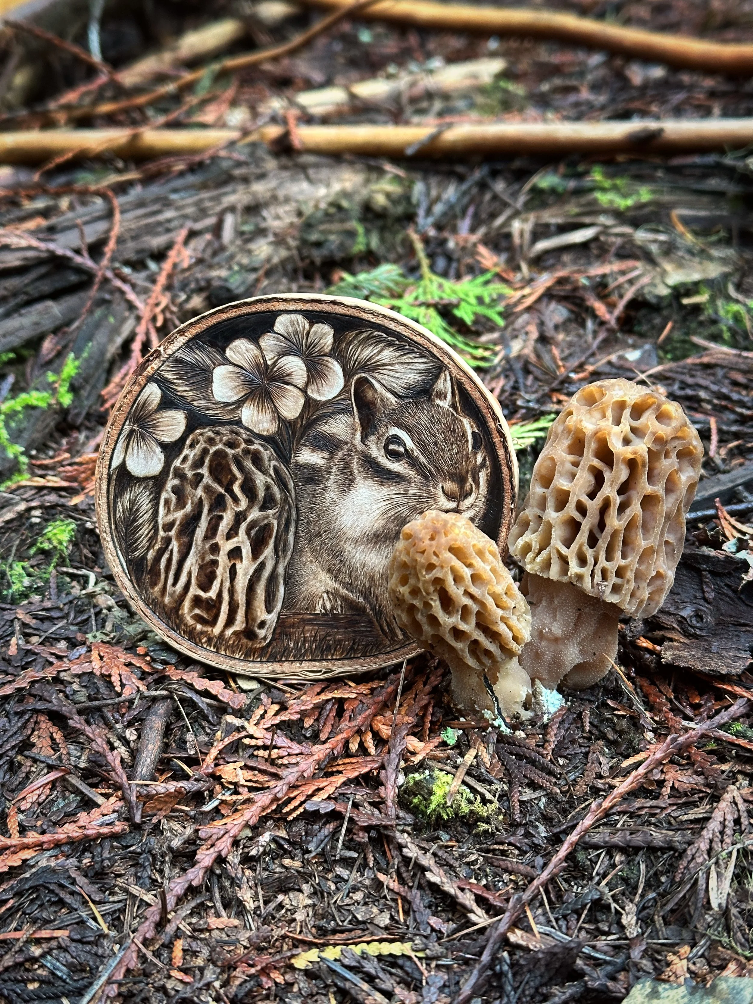 'Springtails-Violet' behind some blonde morels 
