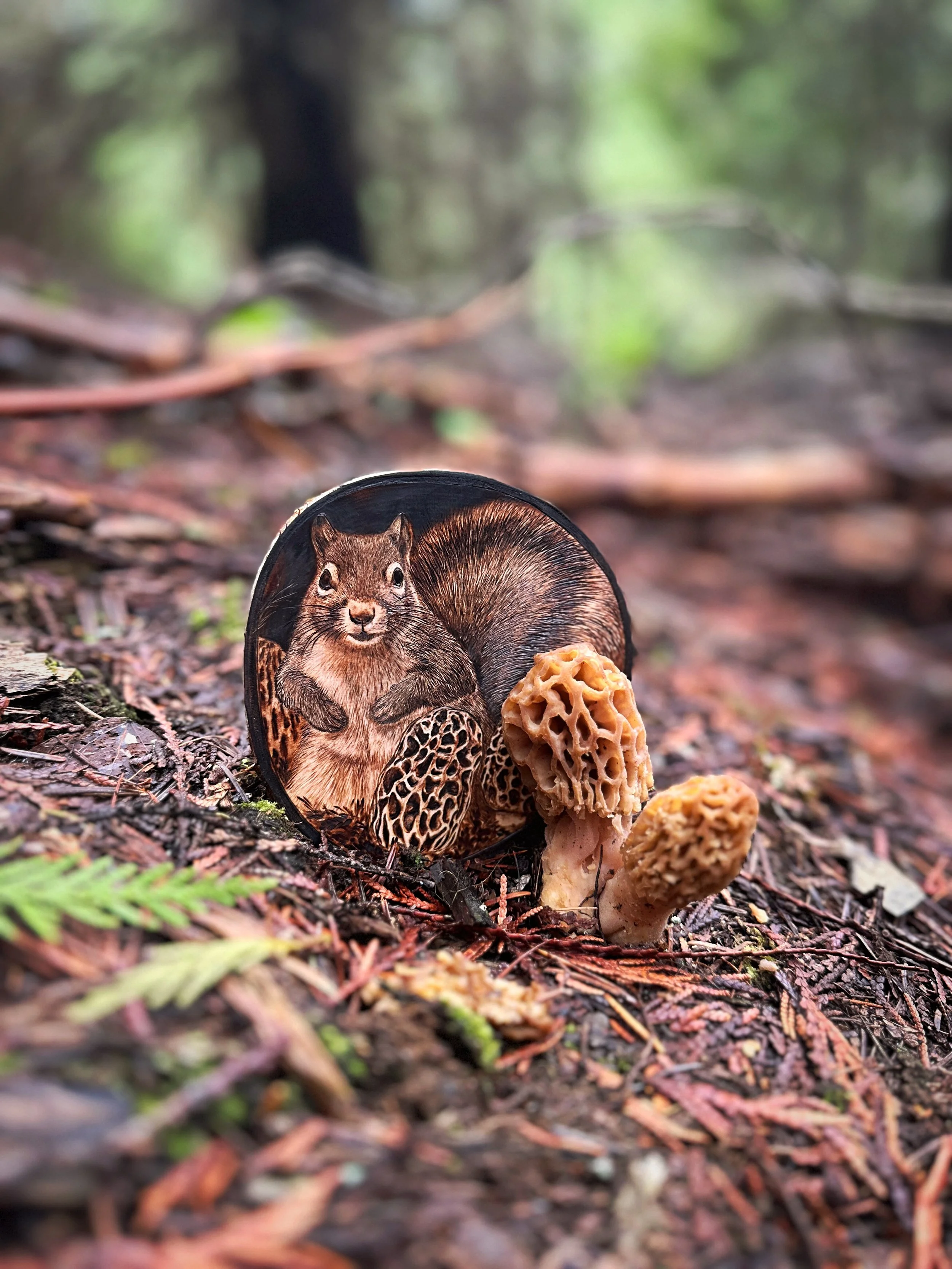 'Springtails- Squirrel' next to morel mushrooms 