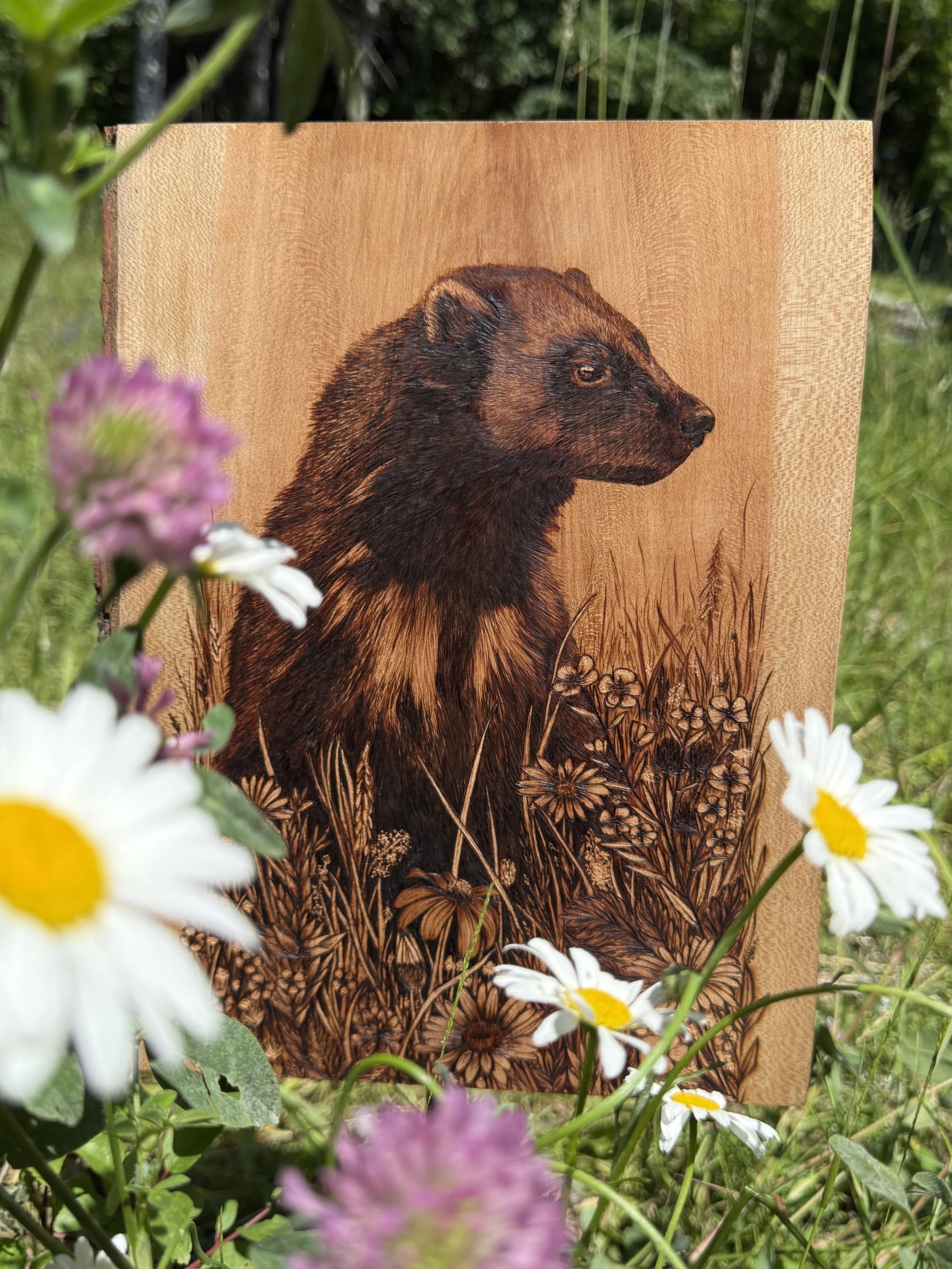 'Gulo Gulo' in the meadow 