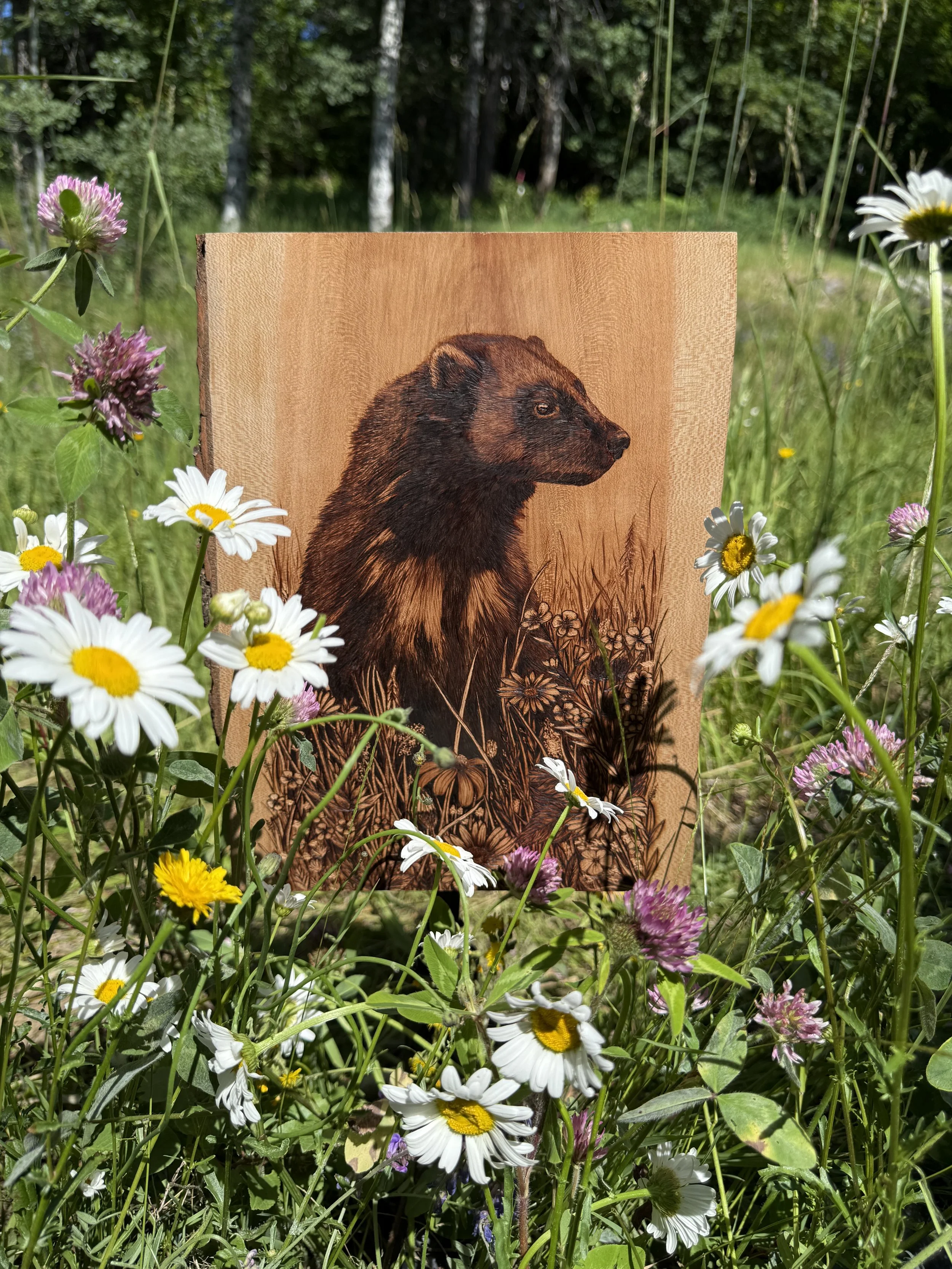 'Gulo Gulo' in the daisies 