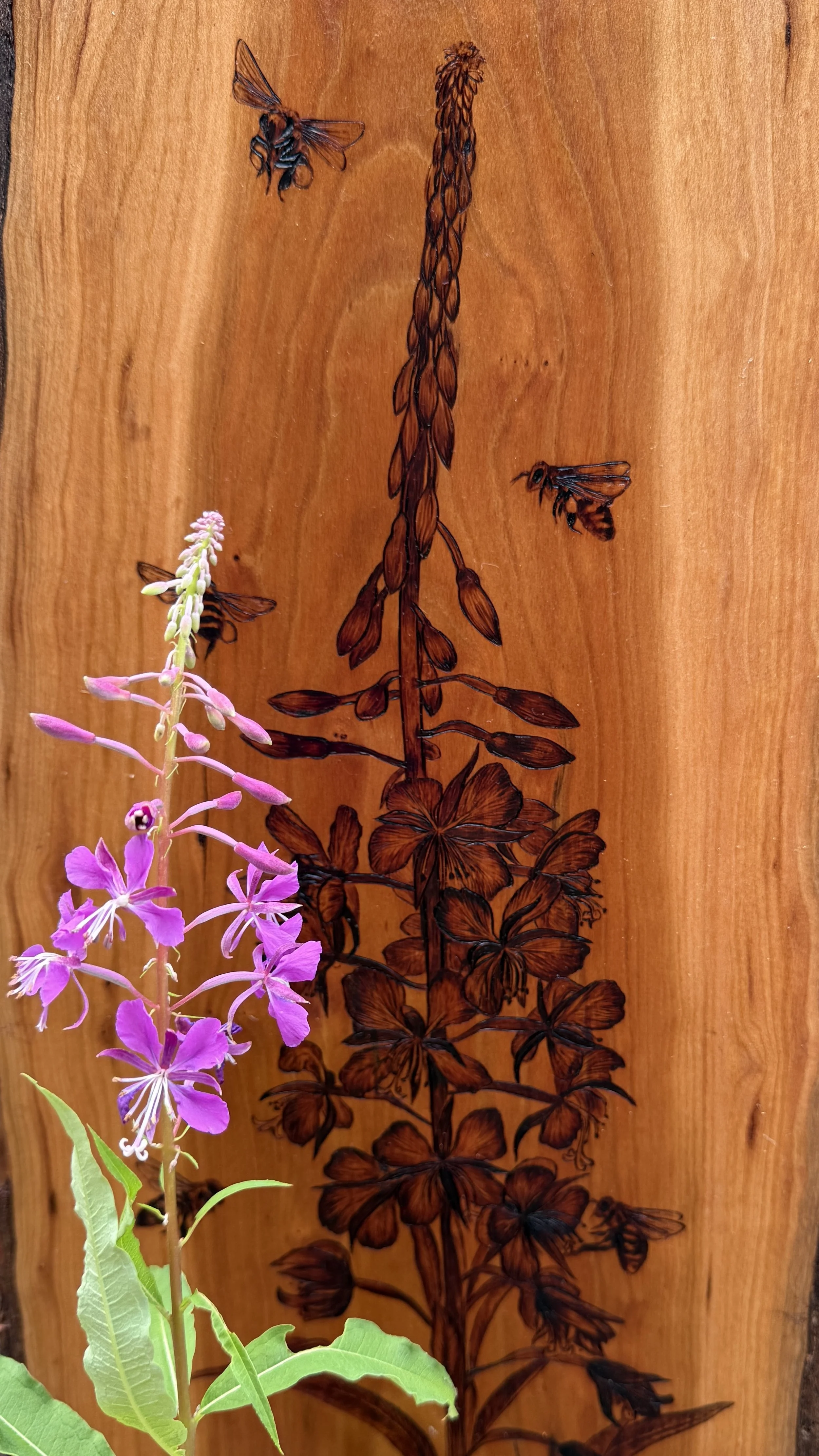 'Fired' with fireweed