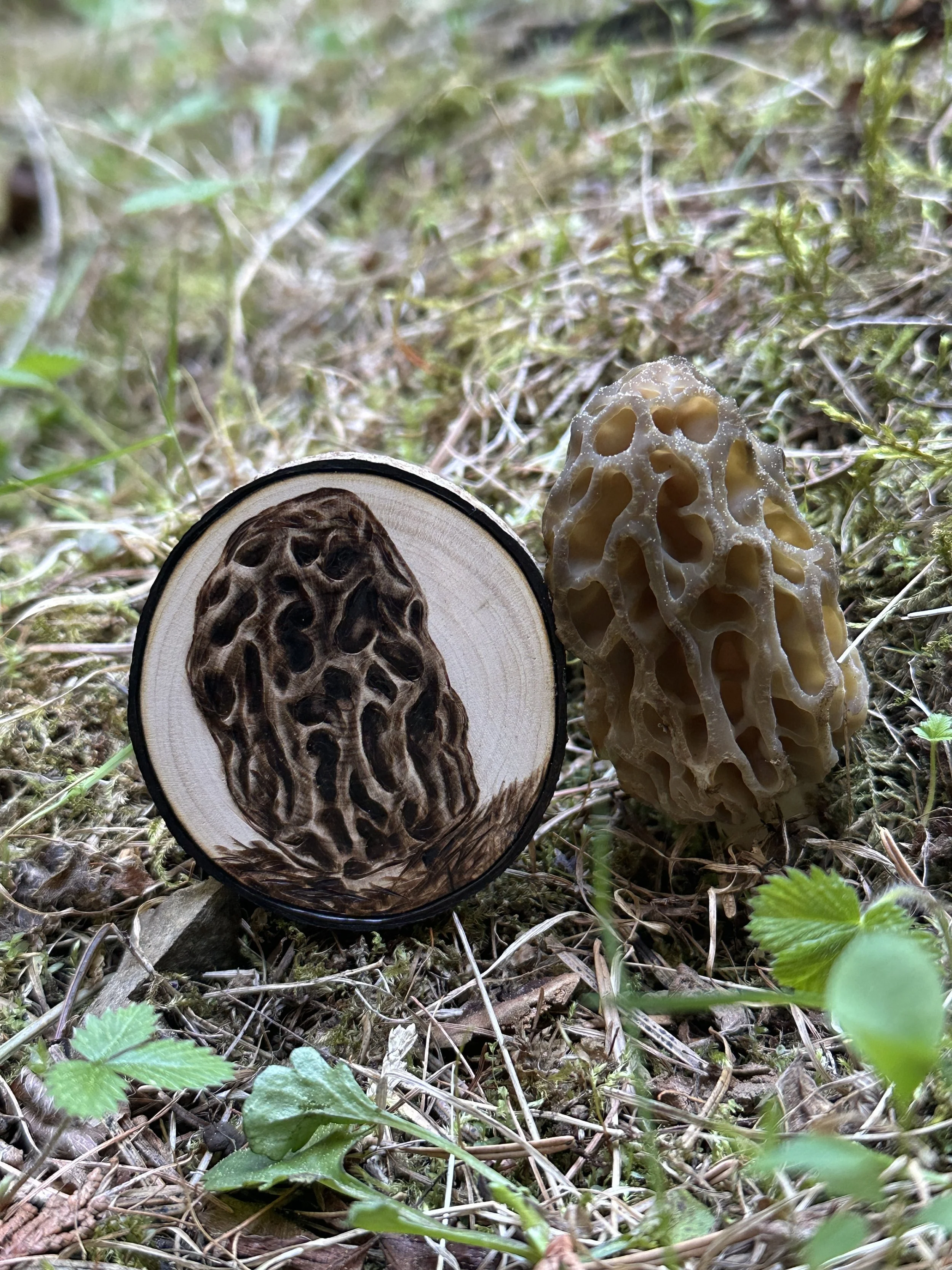 'Mini Morel' next to the very Morel in which it was based off