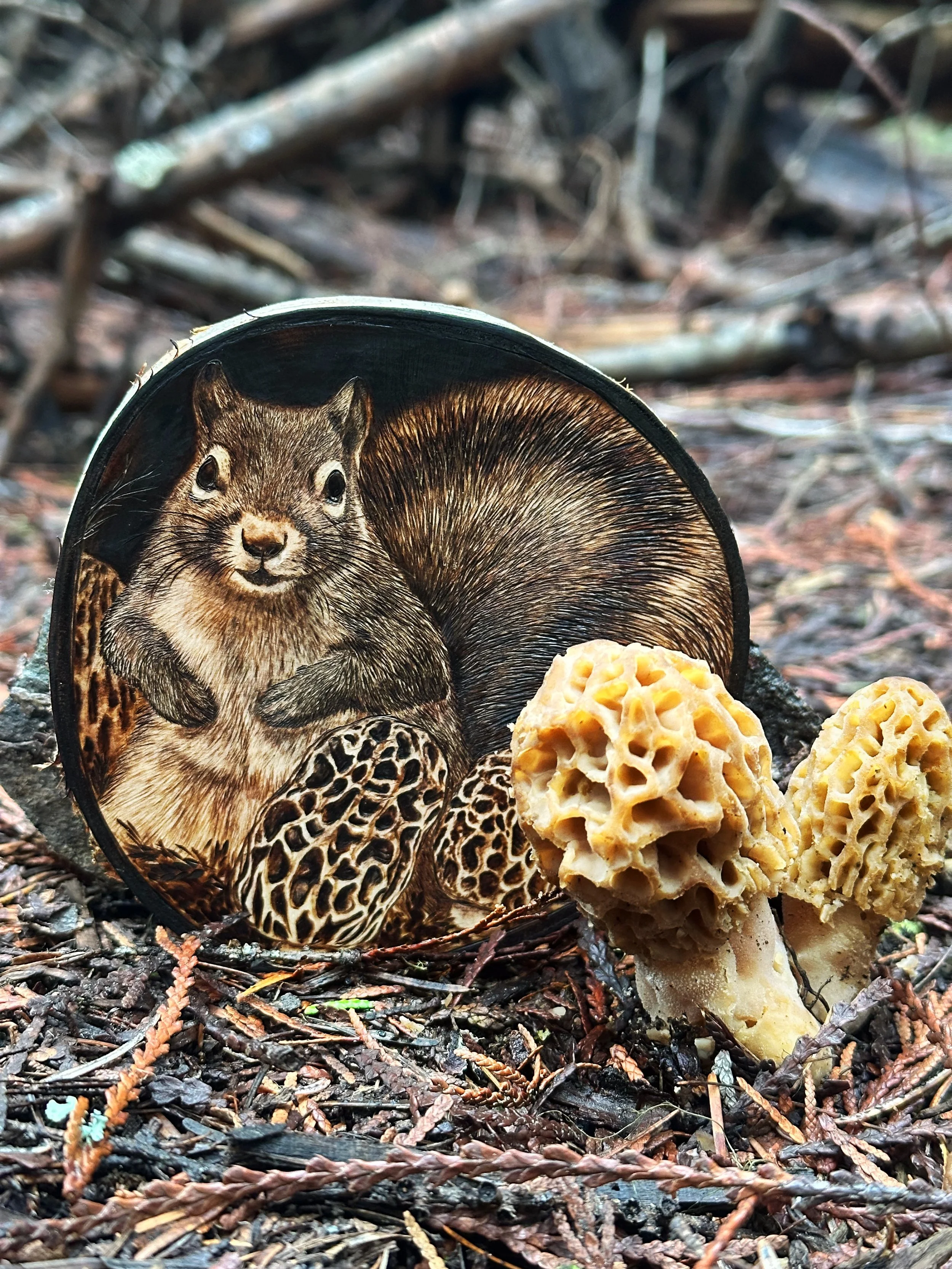 'Springtails- Squirrel' in the morel patch