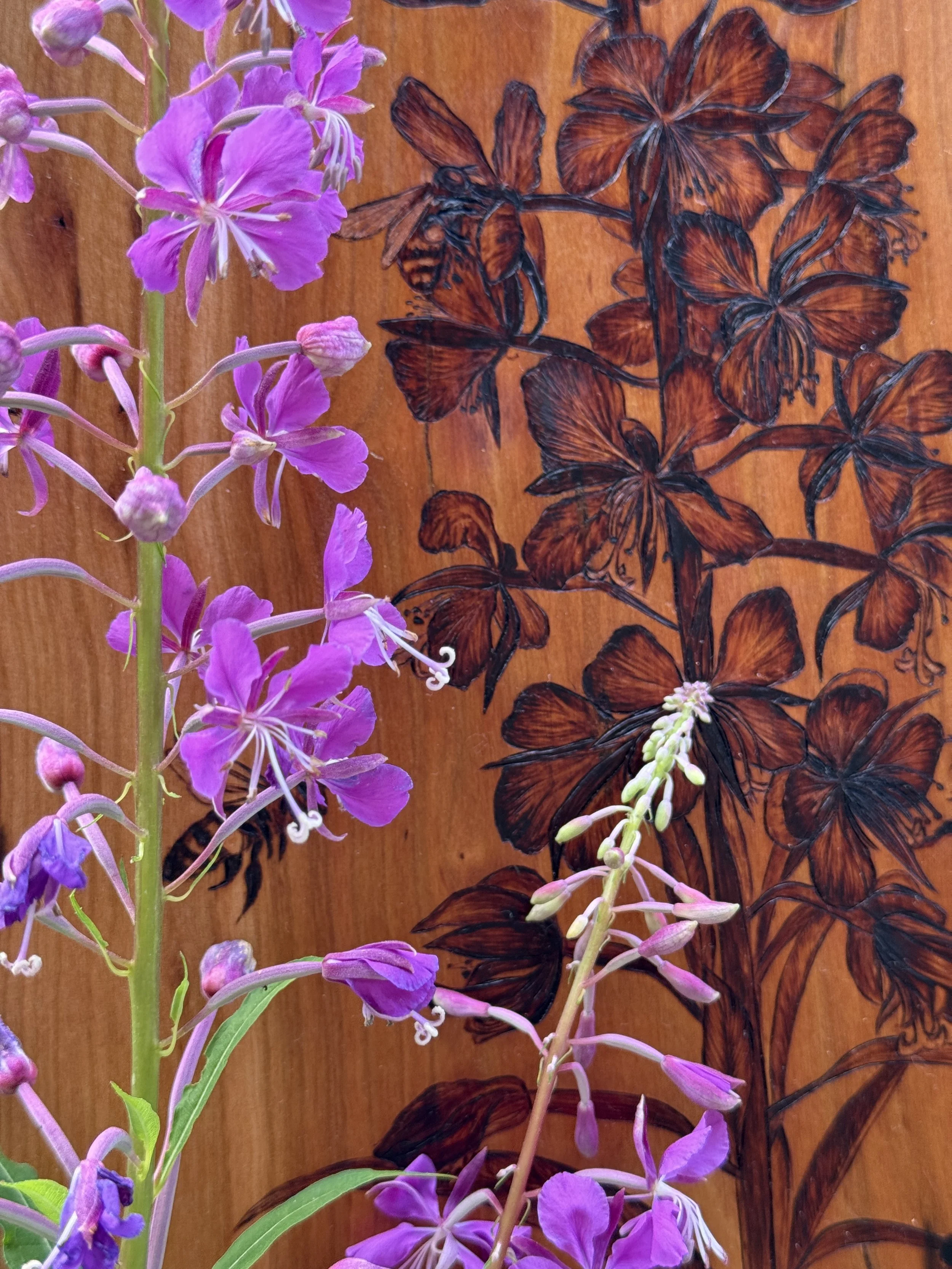 'Fired' and its fireweed subject