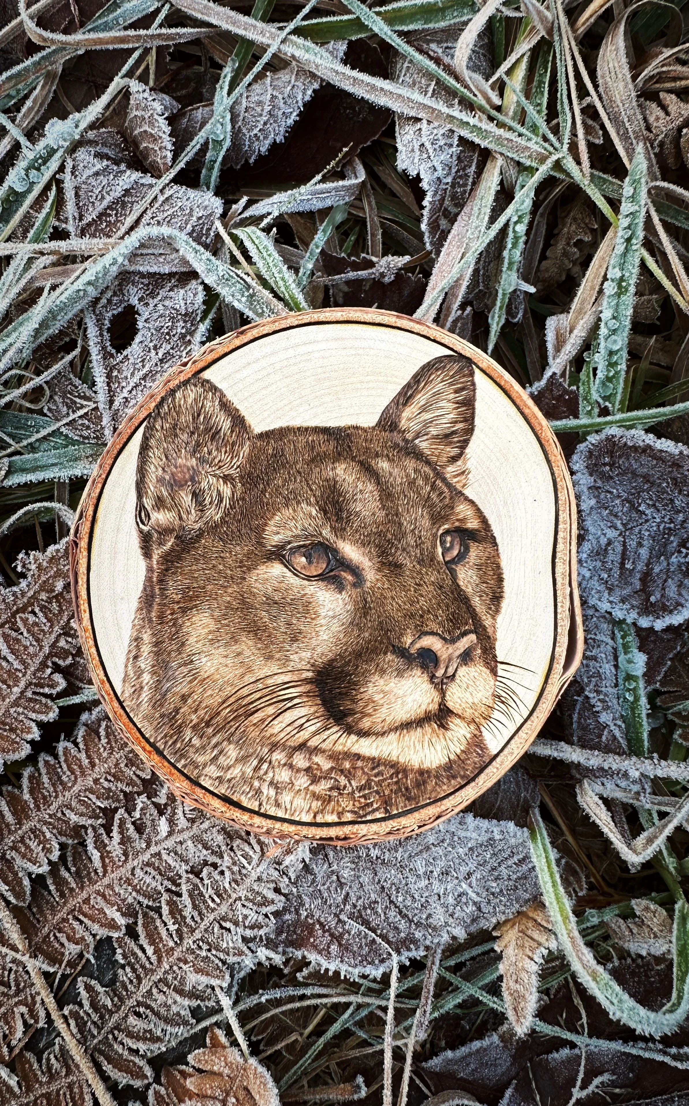 'Catamount' on frosted fall foliage