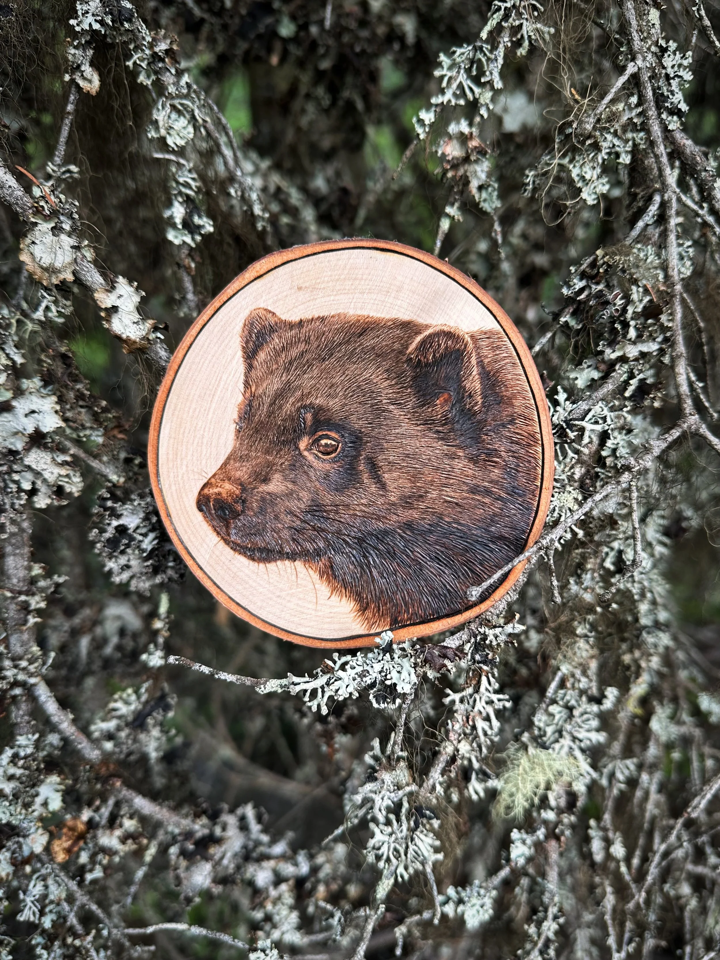'Carcajou' among monks hood lichen