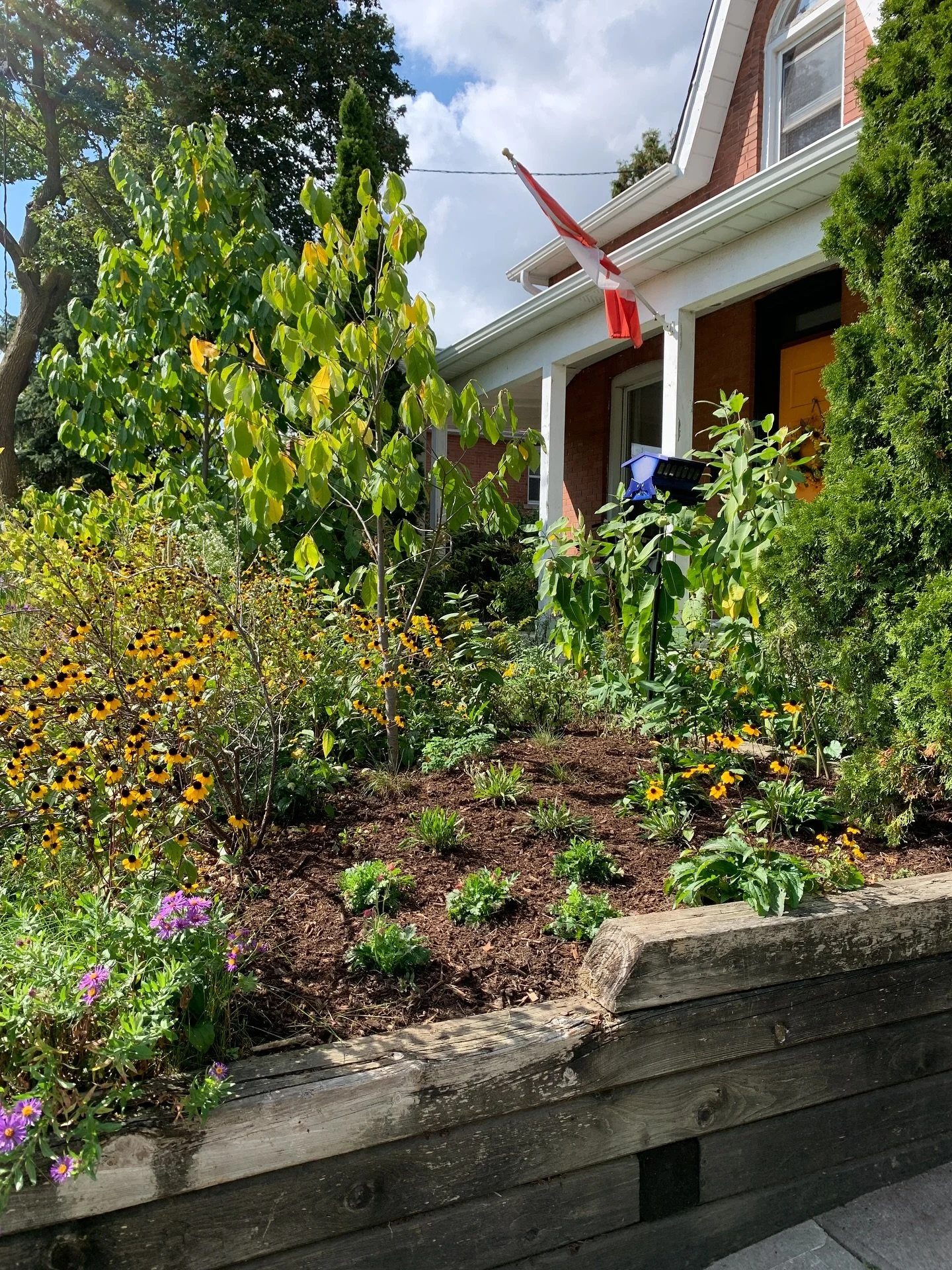 We did some great local projects this past week! First one highlighted here is from a native front garden we&rsquo;ve admired for years. The owner wanted to remove tall and more aggressive perennials like Canada goldenrod and New England aster in a f