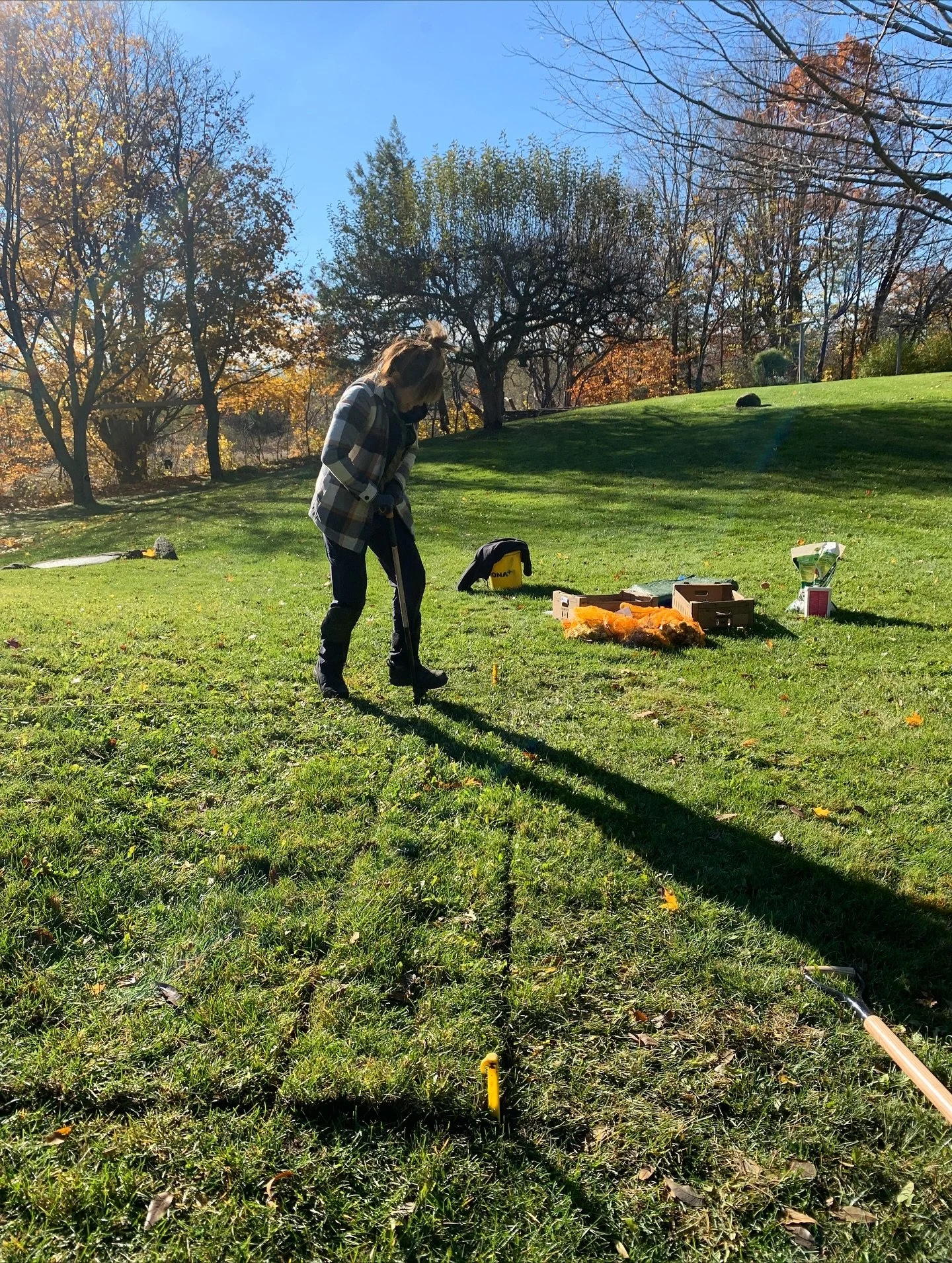 A day of planting daffodils under the lawn featuring the lovely @pat.metivier! Definitely our most challenging bulb planting this year, but we were thankful for the sunshine and all went smoothly! Looking forward to seeing the display in the spring.