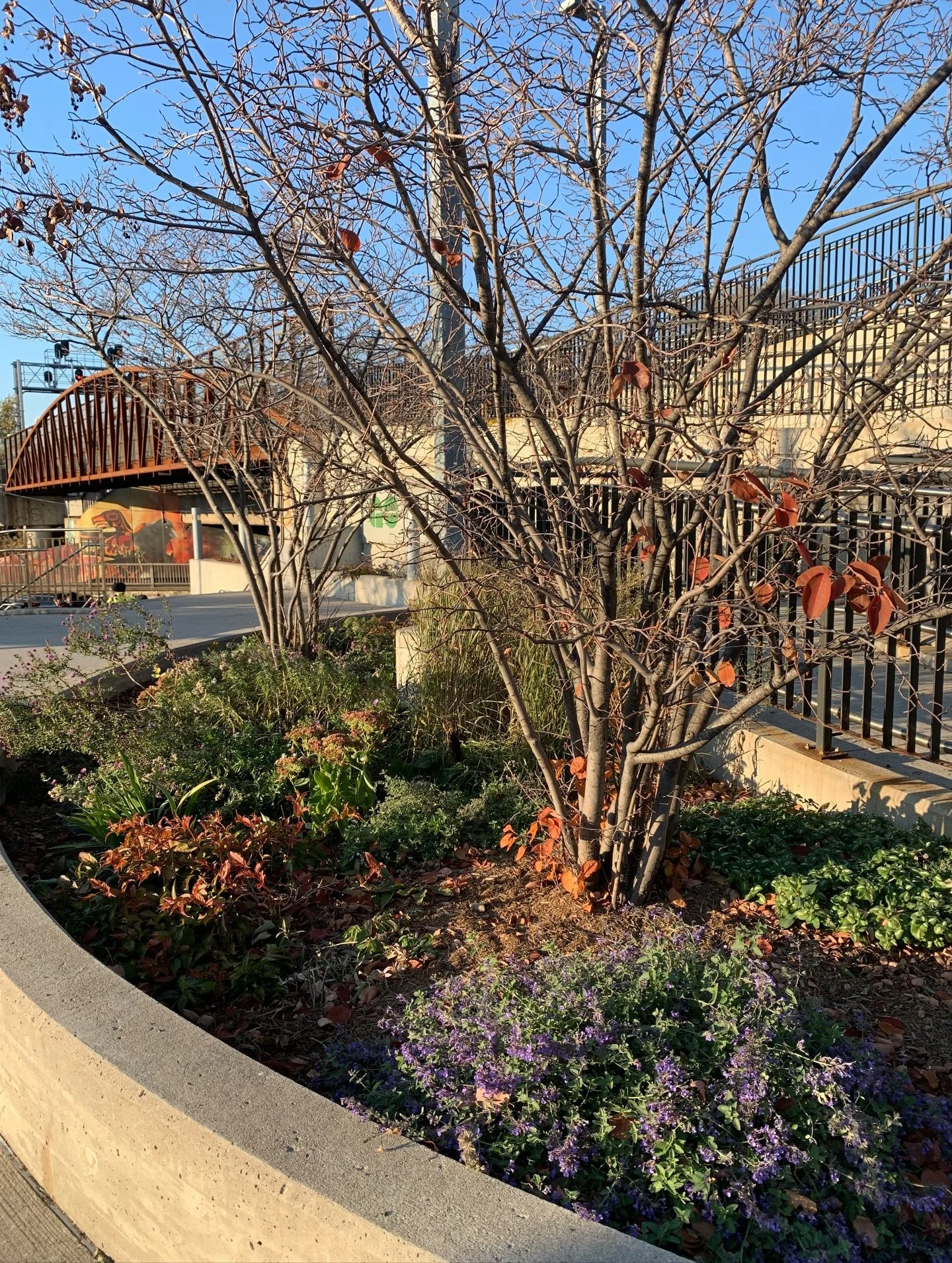 It has been a real honour recreating these gardens at Weston Station. Aside from the existing serviceberries, the first plants went into to the ground August 2024, with many planted June 2025. Even now in mid-November there is still a lot of colour a