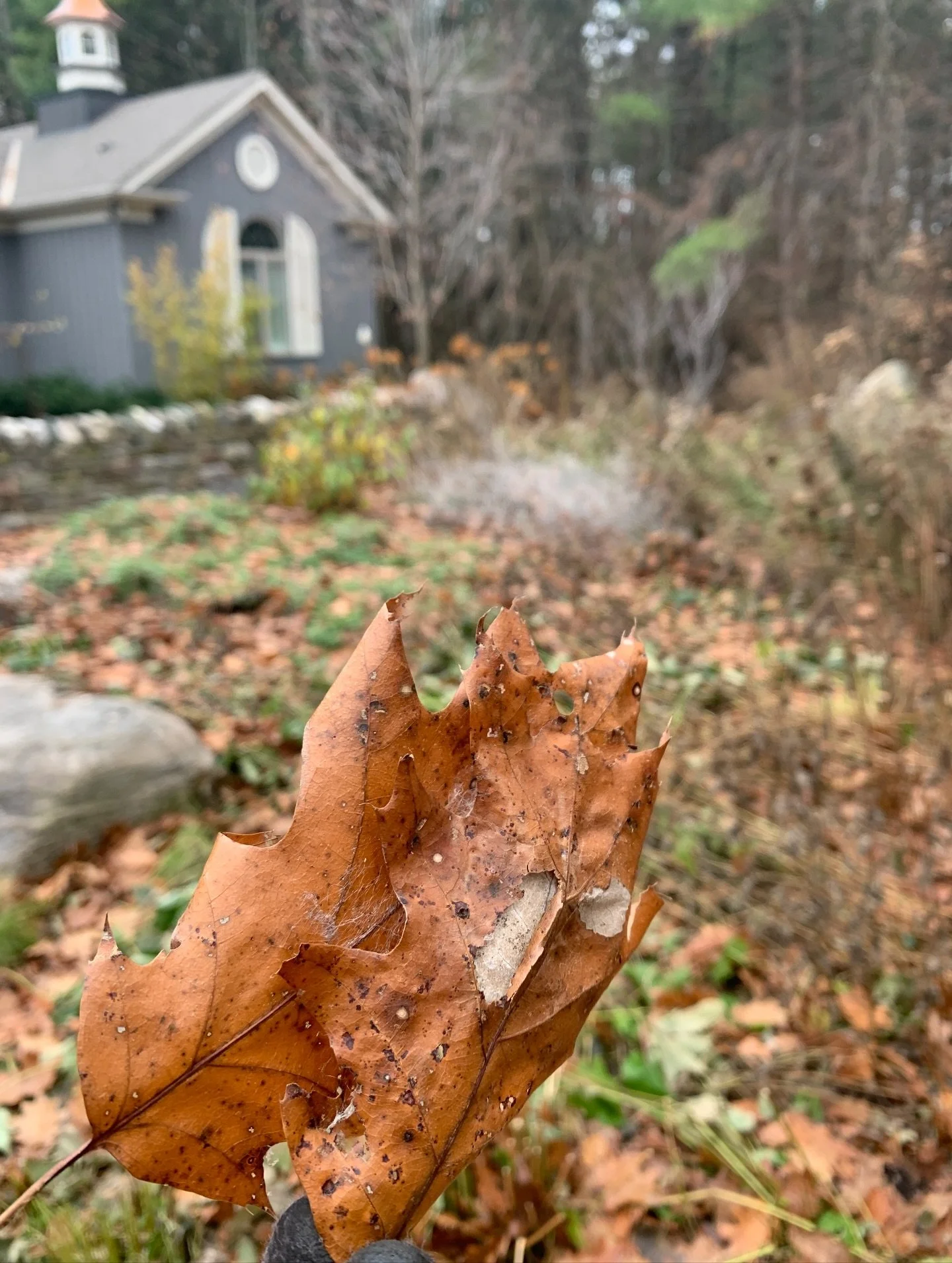 Good example of why it&rsquo;s important to leave the leaves. Came across this large cocoon within a couple of oak leaves - most likely from a large polyphemus moth with a 4-6 inch wingspan! These caterpillars often form cocoons on twigs or wrapped u