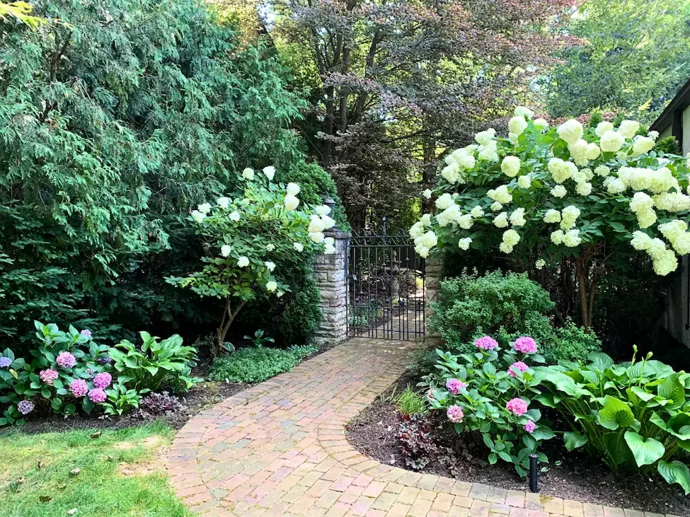A garden pathway with brick pavers, surrounded by lush green plants and large flowering bushes with white and pink blooms, leading to a black metal gate.