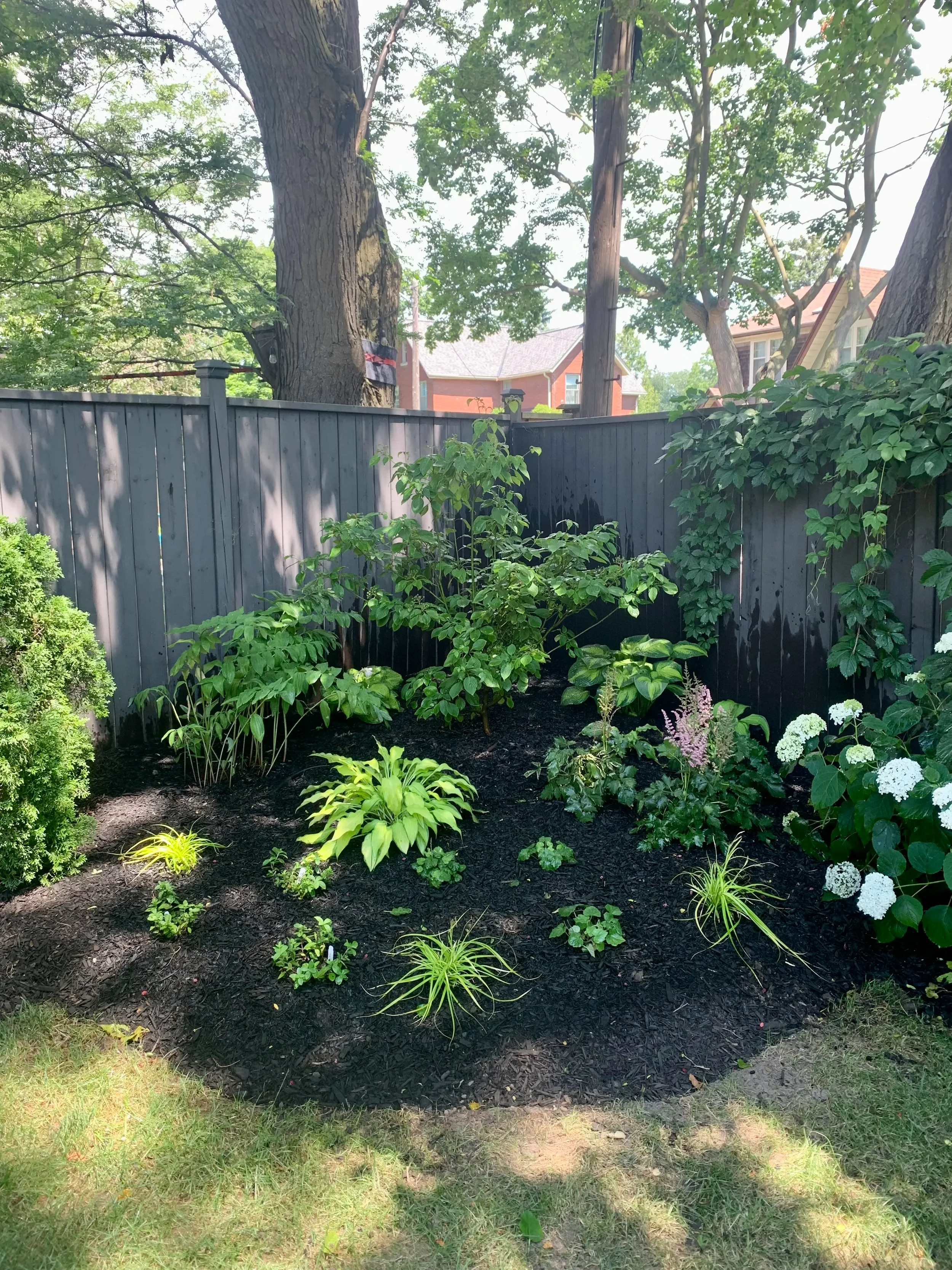 A garden bed with various green plants and flowers, surrounded by a dark wood mulch, with a black wooden fence in the background and tall trees with green leaves overhead.
