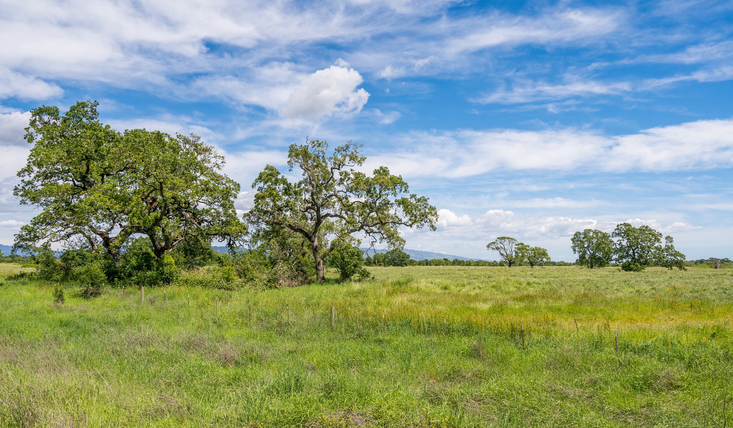 Open field with green grass and scattered trees under a blue sky with white clouds.
