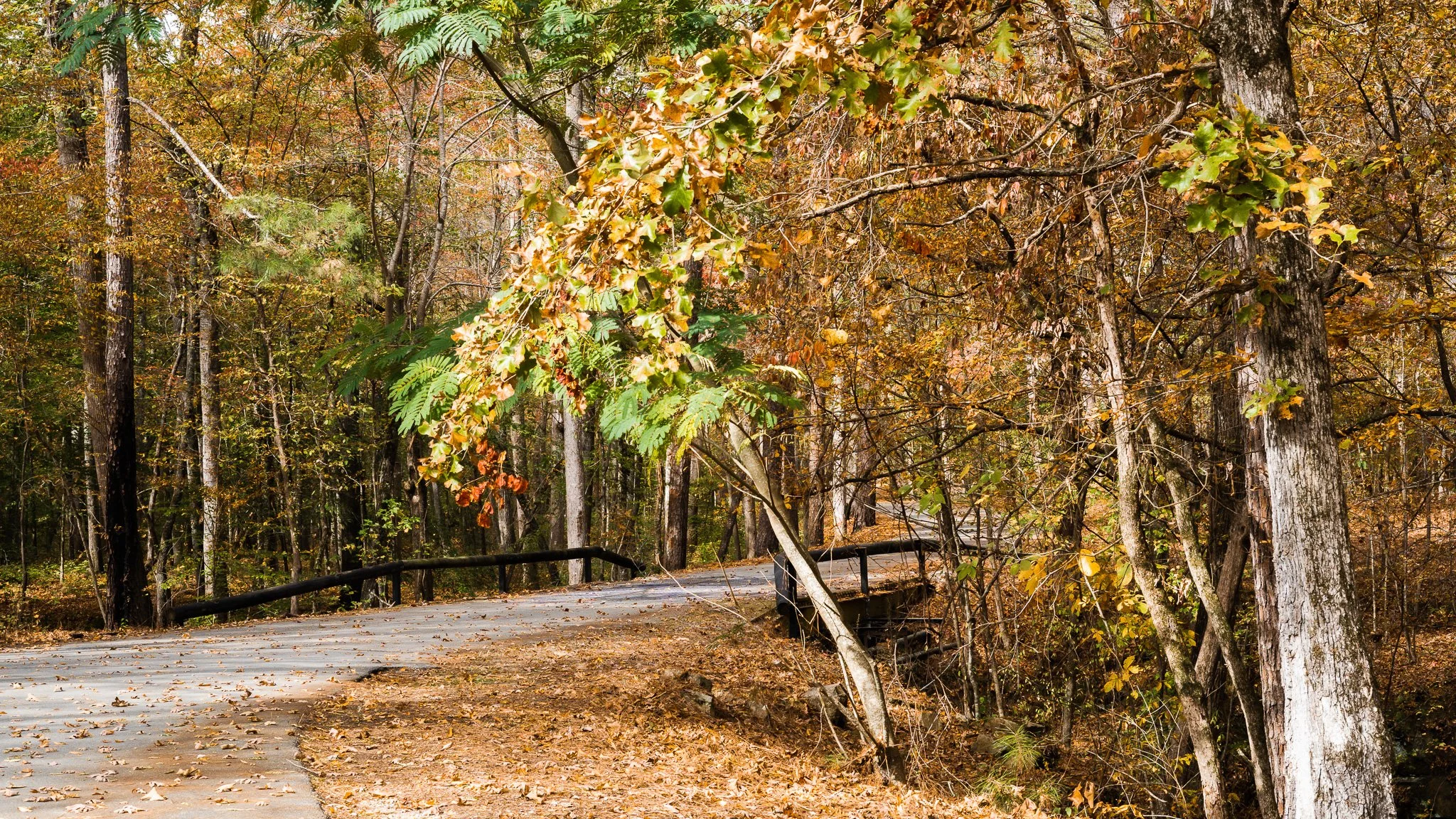 Natchez Trace Parkway_Fall Season_Road.jpg