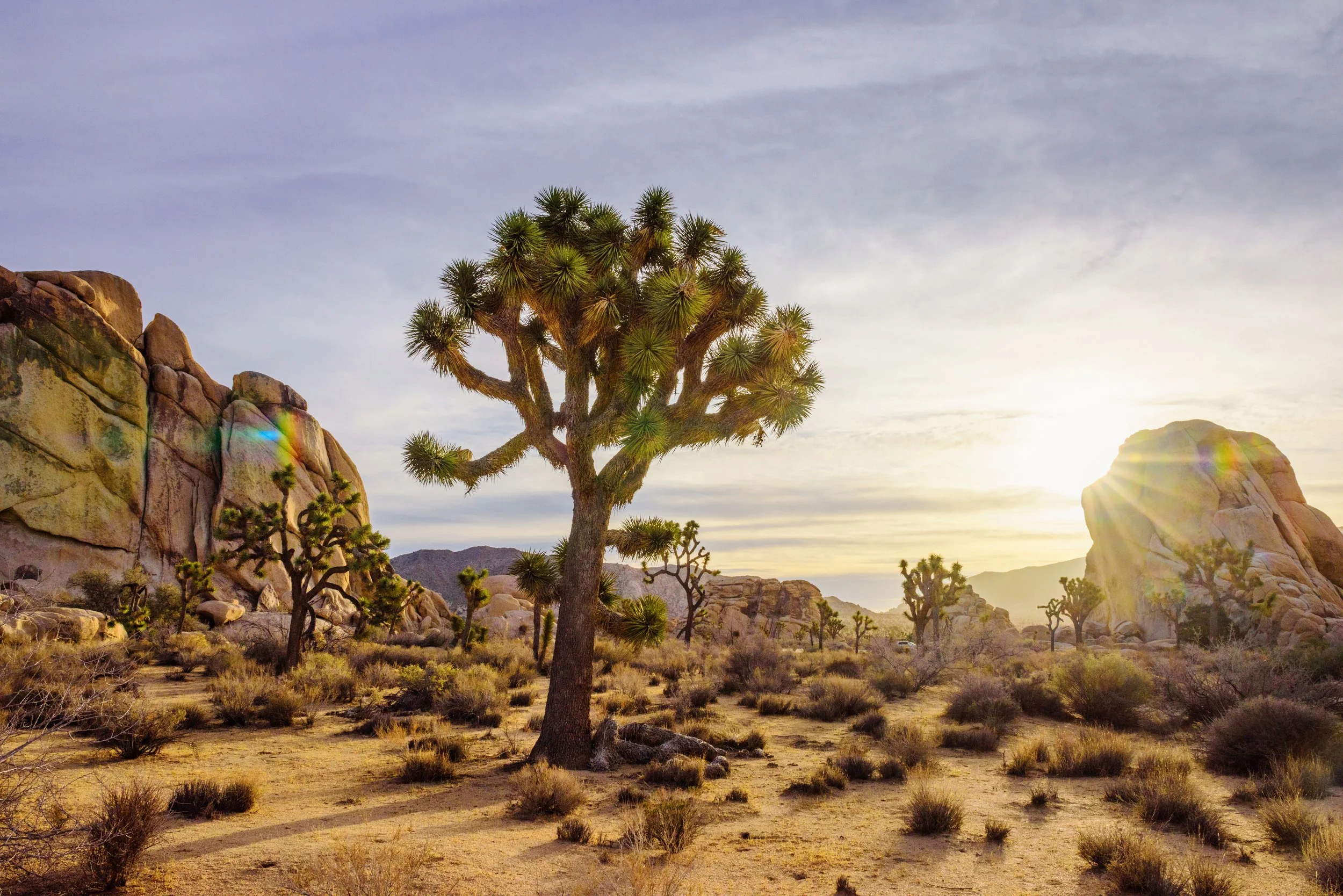 JoshuaTreeNationalPark2.jpg.jpg