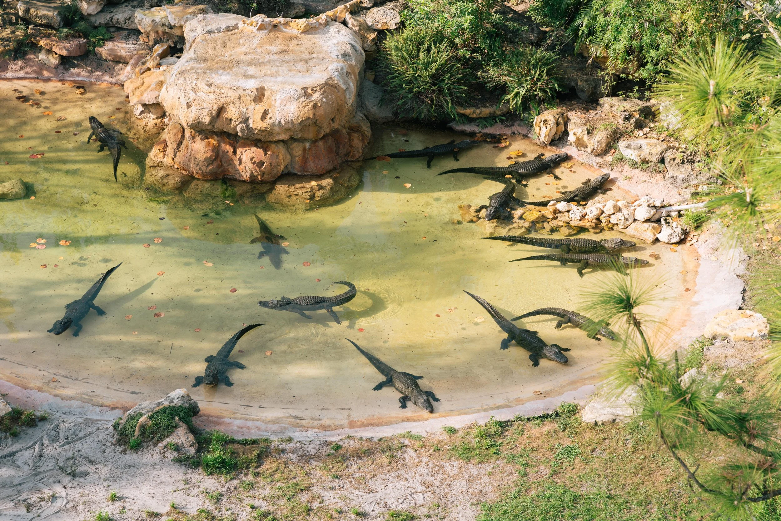 gatorland - gators 3.jpg